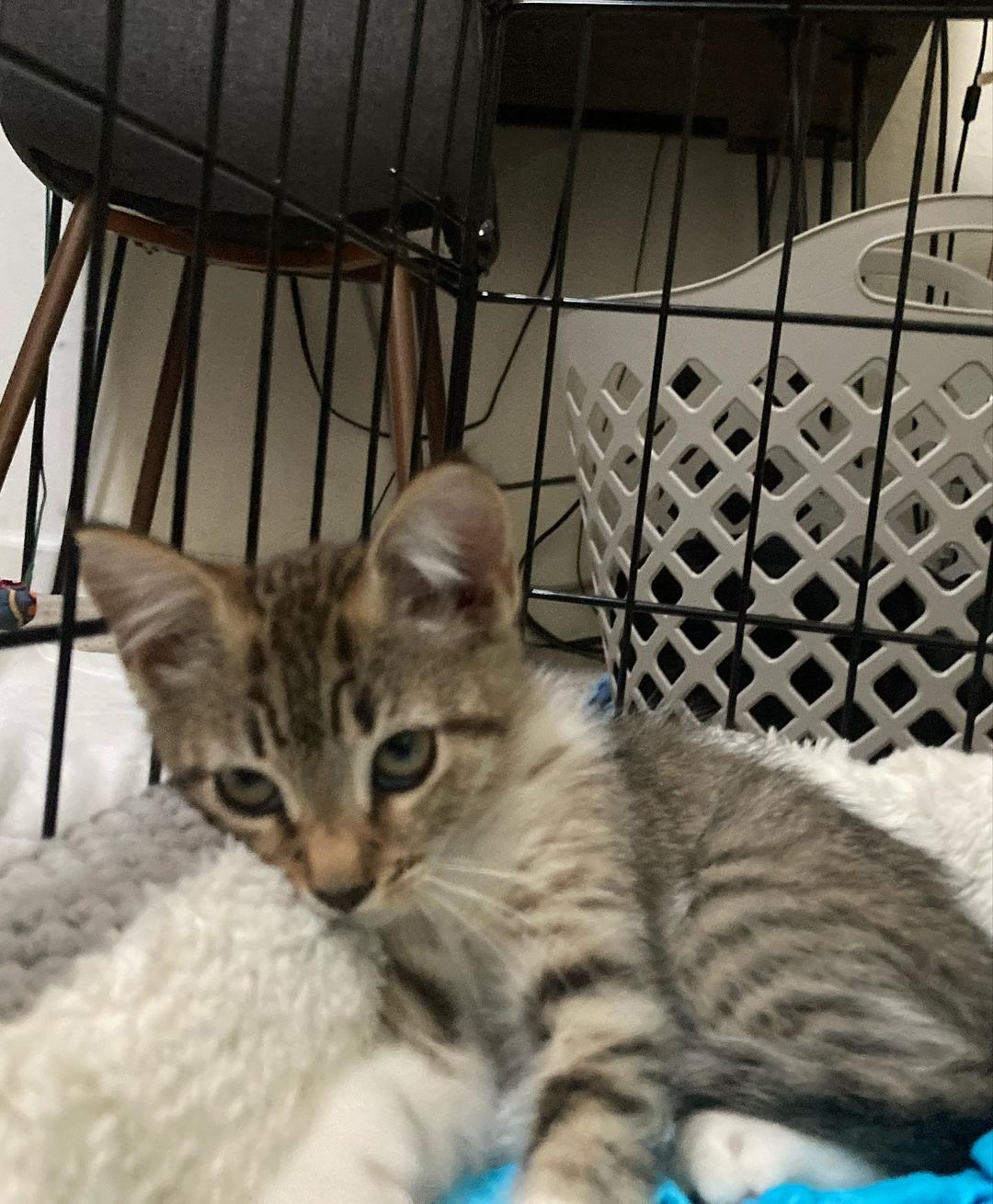 Cmon everyone, the shelters are packed with kittens and I know us humans could use more cuddles! Look how happy little miss is in her forever home! We still have more kittens in our rescue too - send us a DM to meet them, right meow 😽😼