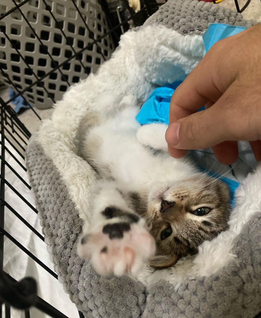 Cmon everyone, the shelters are packed with kittens and I know us humans could use more cuddles! Look how happy little miss is in her forever home! We still have more kittens in our rescue too - send us a DM to meet them, right meow 😽😼