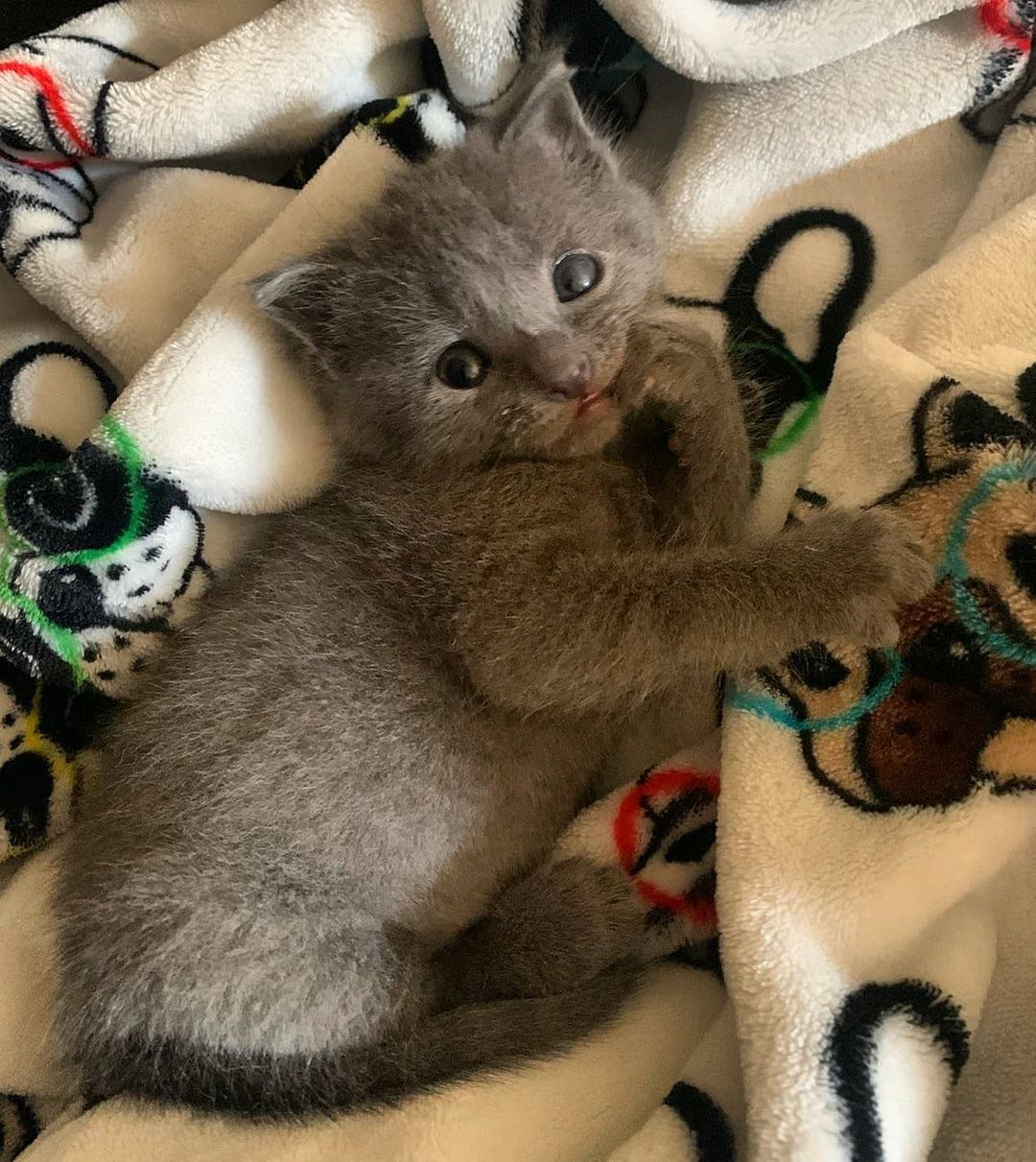 This little guy is too cute not to share. His name is Ichigo. He's still being bottle fed by an awesome foster but will be available for adoption in about 4 weeks. If you want help and foster cuties like this, please reach out! <a target='_blank' href='https://www.instagram.com/explore/tags/cat/'>#cat</a> <a target='_blank' href='https://www.instagram.com/explore/tags/cats/'>#cats</a> <a target='_blank' href='https://www.instagram.com/explore/tags/kitten/'>#kitten</a> <a target='_blank' href='https://www.instagram.com/explore/tags/kittenlove/'>#kittenlove</a> <a target='_blank' href='https://www.instagram.com/explore/tags/catpic/'>#catpic</a> <a target='_blank' href='https://www.instagram.com/explore/tags/catlover/'>#catlover</a> <a target='_blank' href='https://www.instagram.com/explore/tags/adorablecats/'>#adorablecats</a> <a target='_blank' href='https://www.instagram.com/explore/tags/catlife/'>#catlife</a> <a target='_blank' href='https://www.instagram.com/explore/tags/catlove/'>#catlove</a> <a target='_blank' href='https://www.instagram.com/explore/tags/catsofinstagram/'>#catsofinstagram</a> <a target='_blank' href='https://www.instagram.com/explore/tags/catsrule/'>#catsrule</a> <a target='_blank' href='https://www.instagram.com/explore/tags/catstagram/'>#catstagram</a> <a target='_blank' href='https://www.instagram.com/explore/tags/lazycat/'>#lazycat</a> <a target='_blank' href='https://www.instagram.com/explore/tags/lazykitten/'>#lazykitten</a> <a target='_blank' href='https://www.instagram.com/explore/tags/cuddlebuddies/'>#cuddlebuddies</a> <a target='_blank' href='https://www.instagram.com/explore/tags/catattitude/'>#catattitude</a> <a target='_blank' href='https://www.instagram.com/explore/tags/cutecat/'>#cutecat</a> <a target='_blank' href='https://www.instagram.com/explore/tags/cutekitten/'>#cutekitten</a> <a target='_blank' href='https://www.instagram.com/explore/tags/rescuecat/'>#rescuecat</a> <a target='_blank' href='https://www.instagram.com/explore/tags/adorablekittens/'>#adorablekittens</a> <a target='_blank' href='https://www.instagram.com/explore/tags/adorablecats/'>#adorablecats</a> <a target='_blank' href='https://www.instagram.com/explore/tags/cats_of_instagram/'>#cats_of_instagram</a> <a target='_blank' href='https://www.instagram.com/explore/tags/cats_of_world/'>#cats_of_world</a>  <a target='_blank' href='https://www.instagram.com/explore/tags/animals/'>#animals</a> <a target='_blank' href='https://www.instagram.com/explore/tags/animallove/'>#animallove</a> <a target='_blank' href='https://www.instagram.com/explore/tags/animallovers/'>#animallovers</a> <a target='_blank' href='https://www.instagram.com/explore/tags/pets/'>#pets</a> <a target='_blank' href='https://www.instagram.com/explore/tags/pet/'>#pet</a> <a target='_blank' href='https://www.instagram.com/explore/tags/saveallanimals/'>#saveallanimals</a> <a target='_blank' href='https://www.instagram.com/explore/tags/loveallanimals/'>#loveallanimals</a> <a target='_blank' href='https://www.instagram.com/explore/tags/protectallanimals/'>#protectallanimals</a>