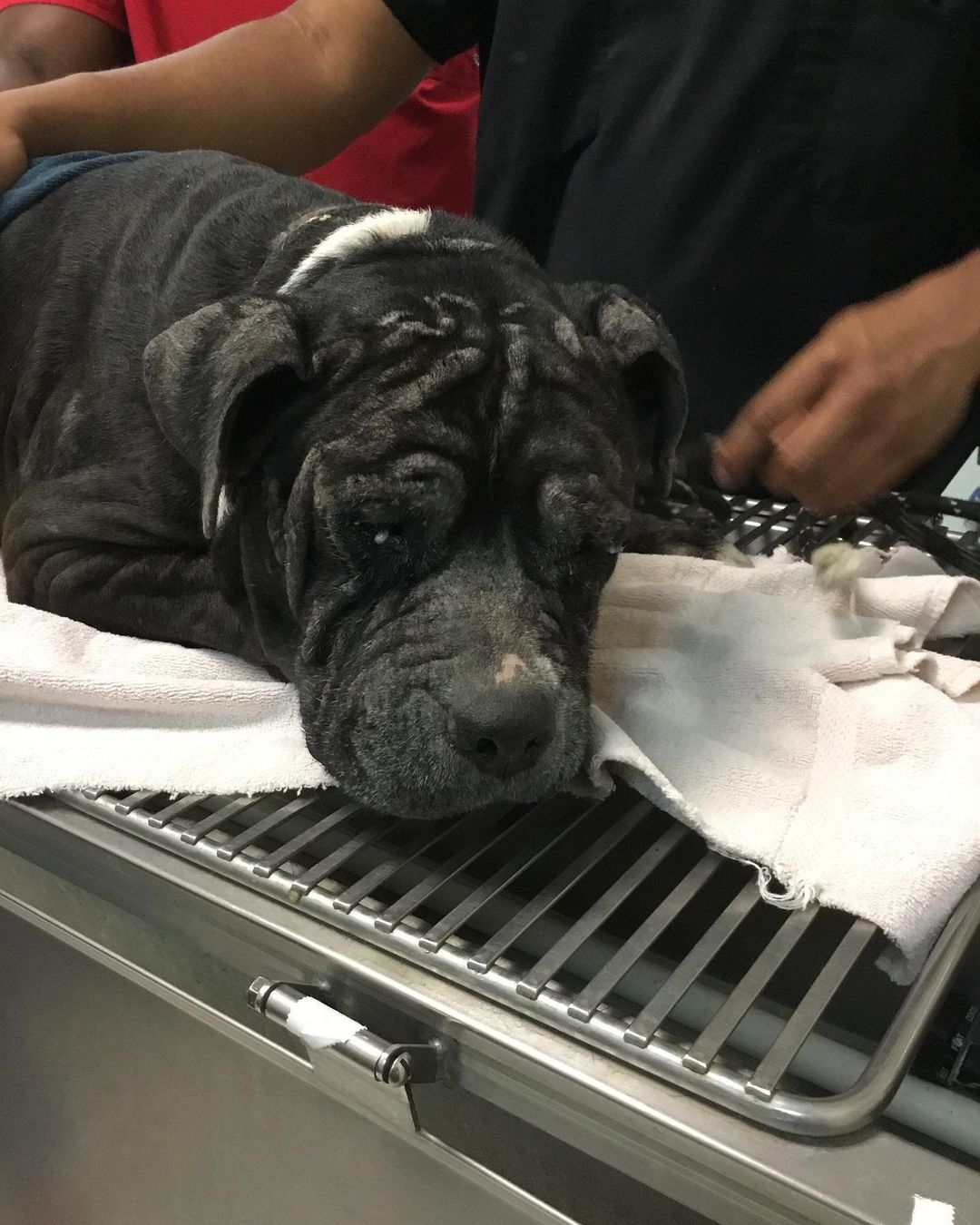 💔 Update on Buzz PART 2💔

BIG thanks to @blueclearsky2 @nickbrunson @paige_ah @paige_glumac and so many other amazing supporters for their generous donations. Lastly, huge thanks to our vet Dr. Huddleston and his staff at @westheimeranimal for always giving stellar care and service to our bullies for the past 8 years! This clinic will always do anything to save an animal. ❤️

Unfortunately, we still have a balance in our account which includes his cremation and urn. Thank you in advance for your help. No amount is too small. 
You may donate to our PayPal: 
info@ bravebullyrescue.org or you may donate directly to our vet clinic. Just say you will like to make a donation for BUZZ with Brave Bully Rescue:
Westheimer Animal Clinic Bellaire 
(713) 622-1270

Here is a quote we have always believed in since we started BBR 3/2014. This is why we do rescue.

💕