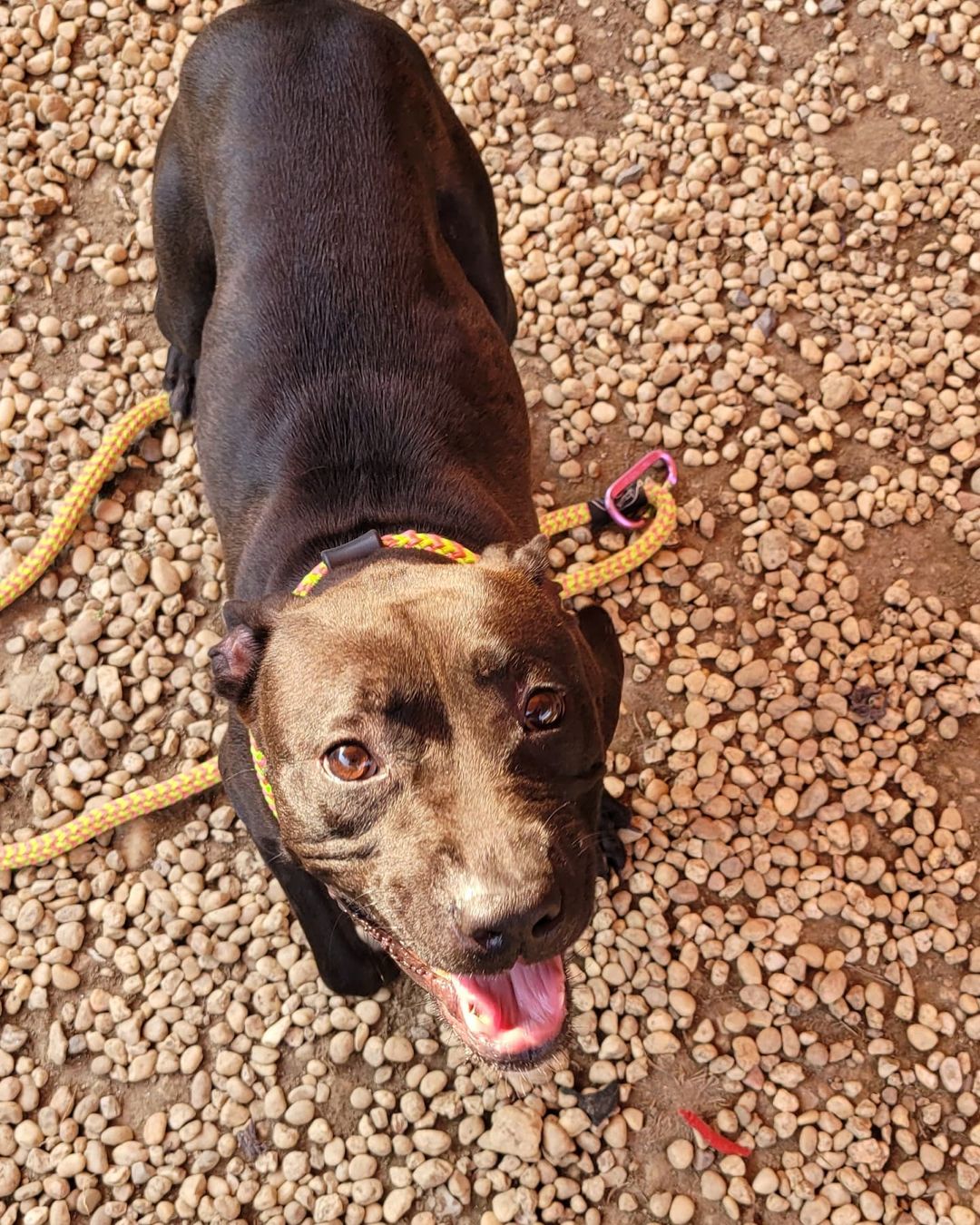 Loopey is a playful, fun loving girl!  She was found roaming the streets while on her journey to find her forever home and brought to @acctphilly as a temporary rest stop to her final destination: your heart ❤

Loopey is estimated to be about 4yrs old and has all the spunk and energy of a perfectly middle-aged pup.  She would be a great companion for outdoor exploring and indoor snuggles. 

Loopey is a social butterfly, and enjoys meeting people and dogs!  She's already made a few new friends in her short pit stop at ACCT.  She intended to stop on her journey just for some snacks and a nap, but decided to hang a little longer since she enjoys the company. 

Loopey is very treat motivated and learned sit pretty quickly.  She would do best in an active home that can provide lots of exercise and enrichment. Afterall, Loopey wants to take in all the world (read: your heart) has to offer. 💗

Could her final destination be with you?  Email adopt@acctphilly.org 

Or maybe you want to offer Loopey her next rest stop for yummy snacks and a cozy nap spot? Email foster@acctphilly.org