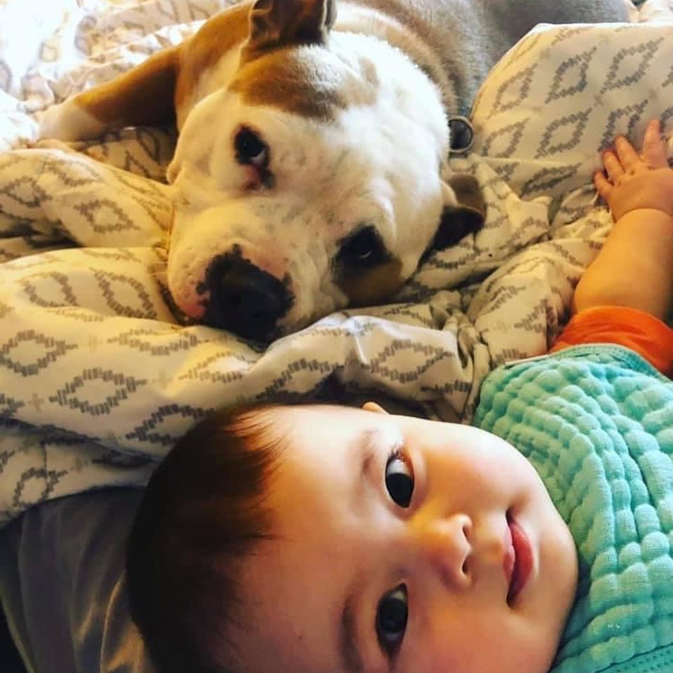 Trying to write rescue posts is harder than taking care of this child. 
Well, cept he’s the reason I can’t.
If you’re missing my daily LEAD posts, you’re not alone. Nobody told me having a 10 month old would mean one, 1.5 hour nap and no time to write, write, write. Actually they did tell me, “I don’t know how you juggle it all!” Oh, I’m juggling between throwing squeaky tennis balls in one corner for my 4 dogs and holding my breath in the other when the diaper genie opens up 20 times a day.
But tbh, during the rescue’s slow downtime, we do have a couple adoptions coming our way and of course that’s always good news. I can’t wait to tell you those whenever my non-foster/non-adopted kid gives this dog mom a chance. Yes, I do write them all. There’s no “Dear Ashley” helping me.
Maybe I should be more like Tum Tum, she doesn’t care for congratulatory posting or Theo. Just cheese. <a target='_blank' href='https://www.instagram.com/explore/tags/cheese/'>#cheese</a> <a target='_blank' href='https://www.instagram.com/explore/tags/morecheese/'>#morecheese</a> <a target='_blank' href='https://www.instagram.com/explore/tags/baby/'>#baby</a> <a target='_blank' href='https://www.instagram.com/explore/tags/theo/'>#theo</a> <a target='_blank' href='https://www.instagram.com/explore/tags/kidsanddogs/'>#kidsanddogs</a> <a target='_blank' href='https://www.instagram.com/explore/tags/dogs/'>#dogs</a> <a target='_blank' href='https://www.instagram.com/explore/tags/dogsofinstagram/'>#dogsofinstagram</a> <a target='_blank' href='https://www.instagram.com/explore/tags/dogstagram/'>#dogstagram</a> <a target='_blank' href='https://www.instagram.com/explore/tags/adoption/'>#adoption</a> <a target='_blank' href='https://www.instagram.com/explore/tags/adopt/'>#adopt</a> <a target='_blank' href='https://www.instagram.com/explore/tags/adoptdontshop/'>#adoptdontshop</a> <a target='_blank' href='https://www.instagram.com/explore/tags/babiesofinstagram/'>#babiesofinstagram</a> <a target='_blank' href='https://www.instagram.com/explore/tags/babiesanddogs/'>#babiesanddogs</a> <a target='_blank' href='https://www.instagram.com/explore/tags/babiesandpuppies/'>#babiesandpuppies</a> <a target='_blank' href='https://www.instagram.com/explore/tags/puppiesofinstagram/'>#puppiesofinstagram</a> <a target='_blank' href='https://www.instagram.com/explore/tags/pupstagram/'>#pupstagram</a> <a target='_blank' href='https://www.instagram.com/explore/tags/rescuedogsofinstagram/'>#rescuedogsofinstagram</a> <a target='_blank' href='https://www.instagram.com/explore/tags/ashley/'>#ashley</a> <a target='_blank' href='https://www.instagram.com/explore/tags/posts/'>#posts</a> <a target='_blank' href='https://www.instagram.com/explore/tags/postingeveryday/'>#postingeveryday</a> <a target='_blank' href='https://www.instagram.com/explore/tags/willgettoit/'>#willgettoit</a> <a target='_blank' href='https://www.instagram.com/explore/tags/eventually/'>#eventually</a>