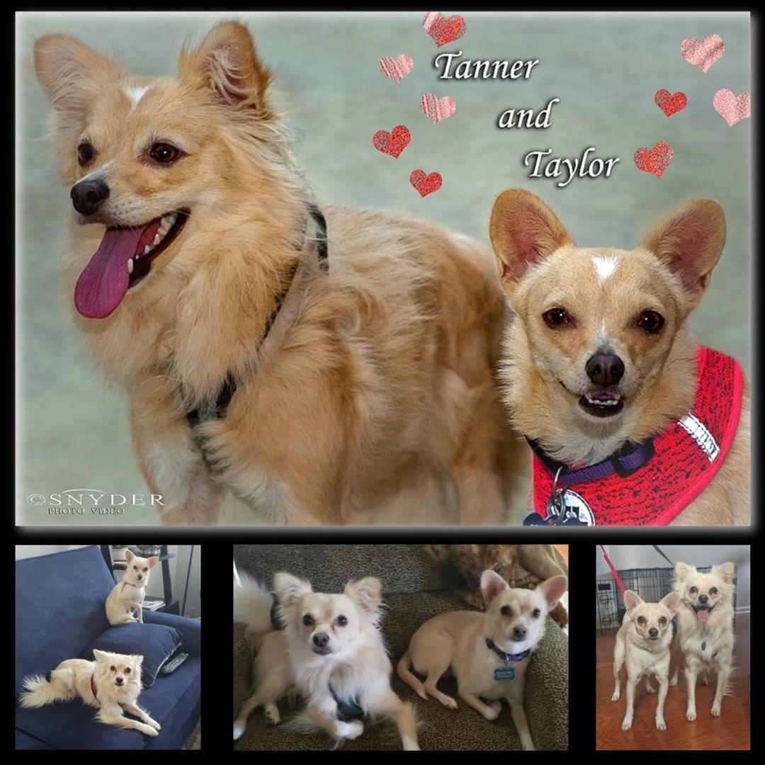 Tanner and Taylor are still looking for their forever home. These bonded siblings are super sweet, House-trained, crate-trained, walk well on the leash, up to date on shots/vaccines, and spay/neutered. Would you please share so we can find them a forever home that they so much deserve?  We will require a fenced-in backyard at their forever home.
<a target='_blank' href='https://www.instagram.com/explore/tags/dogsofcharlotte/'>#dogsofcharlotte</a> <a target='_blank' href='https://www.instagram.com/explore/tags/dogsincharlotte/'>#dogsincharlotte</a>  <a target='_blank' href='https://www.instagram.com/explore/tags/dogsinclt/'>#dogsinclt</a> <a target='_blank' href='https://www.instagram.com/explore/tags/dogsofclt/'>#dogsofclt</a> <a target='_blank' href='https://www.instagram.com/explore/tags/queencity/'>#queencity</a> <a target='_blank' href='https://www.instagram.com/explore/tags/charlottedogs/'>#charlottedogs</a> <a target='_blank' href='https://www.instagram.com/explore/tags/charlottedog/'>#charlottedog</a> <a target='_blank' href='https://www.instagram.com/explore/tags/cltdogs/'>#cltdogs</a> <a target='_blank' href='https://www.instagram.com/explore/tags/cltdog/'>#cltdog</a> <a target='_blank' href='https://www.instagram.com/explore/tags/cltpup/'>#cltpup</a> <a target='_blank' href='https://www.instagram.com/explore/tags/cltpups/'>#cltpups</a> <a target='_blank' href='https://www.instagram.com/explore/tags/clt/'>#clt</a> <a target='_blank' href='https://www.instagram.com/explore/tags/cltnc/'>#cltnc</a> <a target='_blank' href='https://www.instagram.com/explore/tags/charlotte/'>#charlotte</a> <a target='_blank' href='https://www.instagram.com/explore/tags/charlottenc/'>#charlottenc</a> <a target='_blank' href='https://www.instagram.com/explore/tags/pups/'>#pups</a> <a target='_blank' href='https://www.instagram.com/explore/tags/dogs/'>#dogs</a> <a target='_blank' href='https://www.instagram.com/explore/tags/axioscharlotte/'>#axioscharlotte</a> <a target='_blank' href='https://www.instagram.com/explore/tags/adoptmeclt/'>#adoptmeclt</a> <a target='_blank' href='https://www.instagram.com/explore/tags/chihuahuasofinstagram/'>#chihuahuasofinstagram</a>