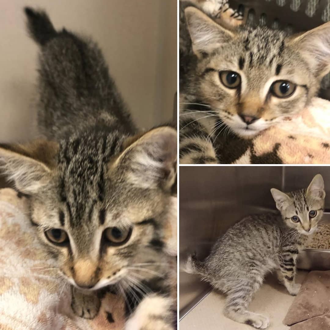 Jay Bird (JB) is a sweet 3 month old <a target='_blank' href='https://www.instagram.com/explore/tags/bobtail/'>#bobtail</a> <a target='_blank' href='https://www.instagram.com/explore/tags/kitten/'>#kitten</a> currently in an oxygen tent @caresvet (aka Blue Pearl Langhorne). We don't know how long JB has been struggling to breathe but we've been told he won't survive without a difficult surgery to fix his diaphragmatic hernia. After he recovers from the surgery (JB is expected to have a regular long happy life), he'll be available for adoption.
Unfortunately, the hospital estimate is just shy of $5,500. Can you help us give JB a chance to finally breathe normally?
<a target='_blank' href='https://www.instagram.com/explore/tags/pleaseshare/'>#pleaseshare</a>
<a target='_blank' href='https://www.instagram.com/explore/tags/donatetoday/'>#donatetoday</a> <a target='_blank' href='https://www.instagram.com/explore/tags/donationsneeded/'>#donationsneeded</a>
<a target='_blank' href='https://www.instagram.com/explore/tags/donationswelcome/'>#donationswelcome</a> <a target='_blank' href='https://www.instagram.com/explore/tags/adoptdontshop/'>#adoptdontshop</a> <a target='_blank' href='https://www.instagram.com/explore/tags/rescuedismyfavoritebreed/'>#rescuedismyfavoritebreed</a> <a target='_blank' href='https://www.instagram.com/explore/tags/rescuekitten/'>#rescuekitten</a> <a target='_blank' href='https://www.instagram.com/explore/tags/sheltercat/'>#sheltercat</a> <a target='_blank' href='https://www.instagram.com/explore/tags/secondchance/'>#secondchance</a> <a target='_blank' href='https://www.instagram.com/explore/tags/tabbycat/'>#tabbycat</a> <a target='_blank' href='https://www.instagram.com/explore/tags/kittensofinstagram/'>#kittensofinstagram</a> <a target='_blank' href='https://www.instagram.com/explore/tags/savethemall/'>#savethemall</a> <a target='_blank' href='https://www.instagram.com/explore/tags/trentoncatsrescue/'>#trentoncatsrescue</a>