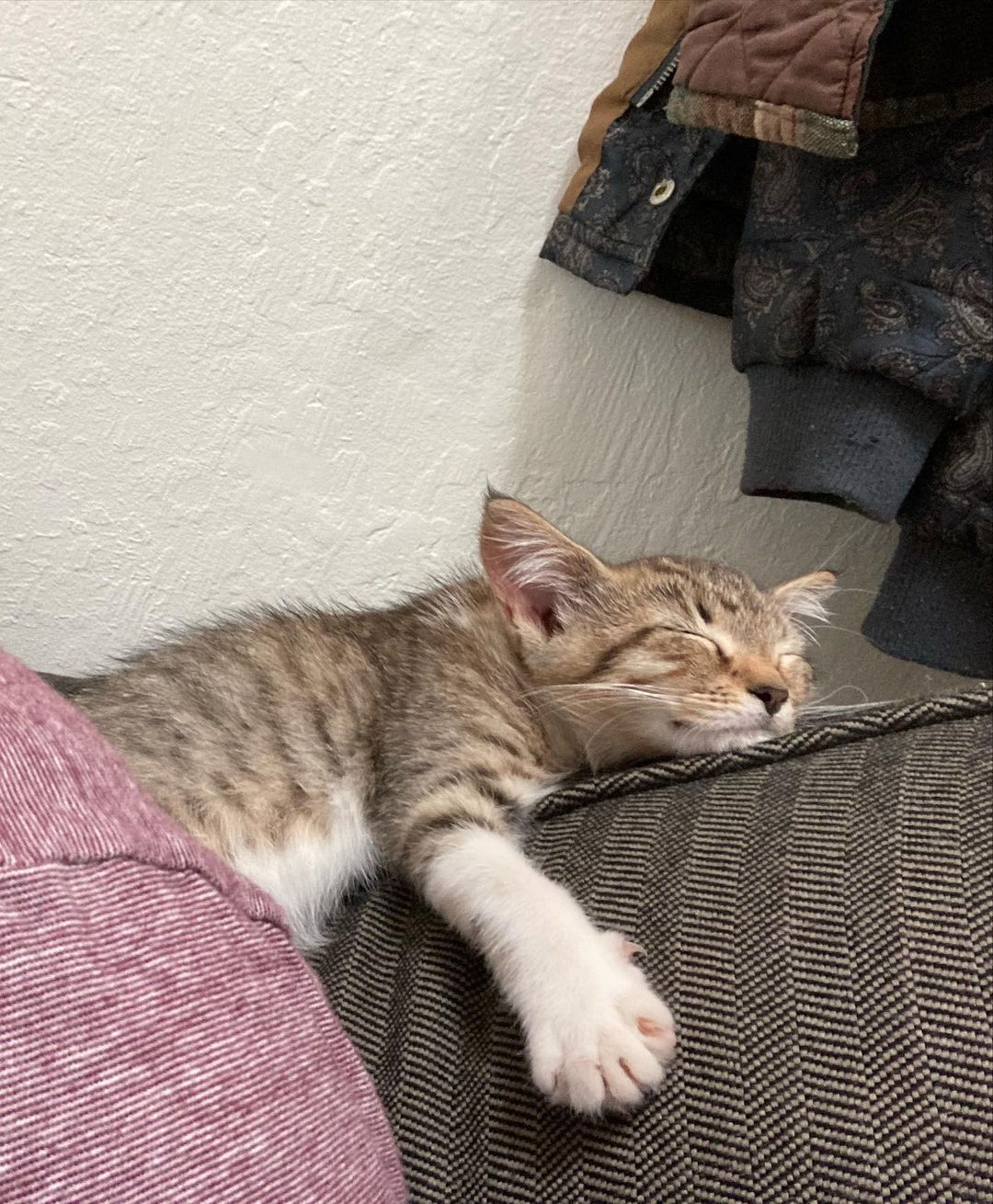 Cmon everyone, the shelters are packed with kittens and I know us humans could use more cuddles! Look how happy little miss is in her forever home! We still have more kittens in our rescue too - send us a DM to meet them, right meow 😽😼