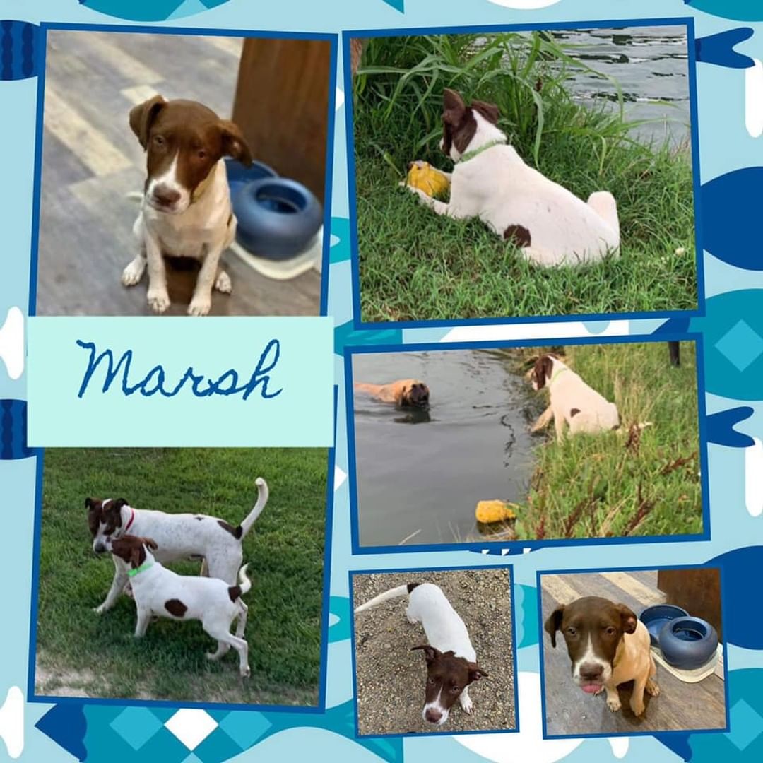 Marsh
Male
English Pointer mix
5 months
30 lbs

Dog friendly: yes 
Cat friendly: curious but then moves on. 
Kid friendly: yes

Potty trained: working on it, goes to door but you have to pay attention. 
Leash trained: working on it
Kennel trained: yes
Energy level: low/medium for a puppy

Bio: Marsh is the Eeyore of the puppy world. He is a laid back dude that likes to lazily play with other dogs and toys and then snuggle up for naps. He’s the sweetest boy and will make an excellent family dog. 

Behavioral issues: None
Medical issues: None

HISTORY: Marsh came from an over crowded shelter in Ada, Oklahoma. 

Adoption fee: Adoption fee is $225.00 and covers the cost of Distemper, Parvo, Flu & Bordetella Vaccines. If old enough, a Rabies vaccine and a Heartworm test along with preventative.  Dogs are dewormed,microchipped, spayed or neutered.  The fee also helps to cover any cost of travel getting to our rescue and around the state to foster homes and vet visits while in our care. 

Location: Potwin, KS

Please apply to adopt at https://www.shelterluv.com/matchme/adopt/HAA/Dog