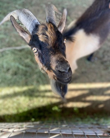 Meet Mark the Marvelous “Dog”!
SSHH!! He thinks he’s a cherished dog, but really is one of the most loving goats in the world.. Mark came to us as an owner surrender when he decided one sunny day that he was just going to explore and make more friends.
Mark has now made a few friends, one being his best friend Dana-a shelter technician- who loves, dotes and spoils him daily. Mark and Dana have decided he needs a fresh start- somewhere with plenty of space Mark can feng shui until his little heart is content.
Mark prides himself on his ability to feng shui his space; he has even asked for the opinions of corral mates he has had here at the shelter. He shows his excitement of his final décor by zooming around when his space is complete, until the next time.
Mark is always happy to share his corral with ANYONE!! He takes pride in his hosting skills and is always eager to show them off and give his opinion to anyone willing to pay attention. He loves his bed which coincidentally used to be his feeder (pictures below)
DOES YOUR LIFE NEED SOME FENG SHUI??
**Mark says it does and he looks forward to showing you how for the rest of your life**
If you are interested in adopting Mark, please fill out our adoption application: https://form.jotform.com/93094248402153