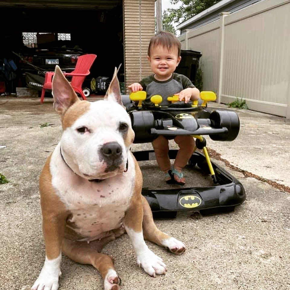 Trying to write rescue posts is harder than taking care of this child. 
Well, cept he’s the reason I can’t.
If you’re missing my daily LEAD posts, you’re not alone. Nobody told me having a 10 month old would mean one, 1.5 hour nap and no time to write, write, write. Actually they did tell me, “I don’t know how you juggle it all!” Oh, I’m juggling between throwing squeaky tennis balls in one corner for my 4 dogs and holding my breath in the other when the diaper genie opens up 20 times a day.
But tbh, during the rescue’s slow downtime, we do have a couple adoptions coming our way and of course that’s always good news. I can’t wait to tell you those whenever my non-foster/non-adopted kid gives this dog mom a chance. Yes, I do write them all. There’s no “Dear Ashley” helping me.
Maybe I should be more like Tum Tum, she doesn’t care for congratulatory posting or Theo. Just cheese. <a target='_blank' href='https://www.instagram.com/explore/tags/cheese/'>#cheese</a> <a target='_blank' href='https://www.instagram.com/explore/tags/morecheese/'>#morecheese</a> <a target='_blank' href='https://www.instagram.com/explore/tags/baby/'>#baby</a> <a target='_blank' href='https://www.instagram.com/explore/tags/theo/'>#theo</a> <a target='_blank' href='https://www.instagram.com/explore/tags/kidsanddogs/'>#kidsanddogs</a> <a target='_blank' href='https://www.instagram.com/explore/tags/dogs/'>#dogs</a> <a target='_blank' href='https://www.instagram.com/explore/tags/dogsofinstagram/'>#dogsofinstagram</a> <a target='_blank' href='https://www.instagram.com/explore/tags/dogstagram/'>#dogstagram</a> <a target='_blank' href='https://www.instagram.com/explore/tags/adoption/'>#adoption</a> <a target='_blank' href='https://www.instagram.com/explore/tags/adopt/'>#adopt</a> <a target='_blank' href='https://www.instagram.com/explore/tags/adoptdontshop/'>#adoptdontshop</a> <a target='_blank' href='https://www.instagram.com/explore/tags/babiesofinstagram/'>#babiesofinstagram</a> <a target='_blank' href='https://www.instagram.com/explore/tags/babiesanddogs/'>#babiesanddogs</a> <a target='_blank' href='https://www.instagram.com/explore/tags/babiesandpuppies/'>#babiesandpuppies</a> <a target='_blank' href='https://www.instagram.com/explore/tags/puppiesofinstagram/'>#puppiesofinstagram</a> <a target='_blank' href='https://www.instagram.com/explore/tags/pupstagram/'>#pupstagram</a> <a target='_blank' href='https://www.instagram.com/explore/tags/rescuedogsofinstagram/'>#rescuedogsofinstagram</a> <a target='_blank' href='https://www.instagram.com/explore/tags/ashley/'>#ashley</a> <a target='_blank' href='https://www.instagram.com/explore/tags/posts/'>#posts</a> <a target='_blank' href='https://www.instagram.com/explore/tags/postingeveryday/'>#postingeveryday</a> <a target='_blank' href='https://www.instagram.com/explore/tags/willgettoit/'>#willgettoit</a> <a target='_blank' href='https://www.instagram.com/explore/tags/eventually/'>#eventually</a>