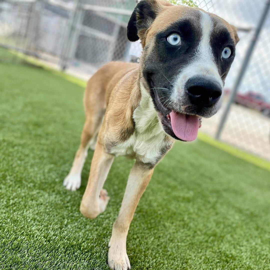 Good morning! 

It’s a tail-wagging Thursday and we want to remind you that we have more than 150 dogs ready to be your new best friend, study Buddy, fitness coach—they’re basically prepared anything to be anything you need, just so they can be part of a family again.

The featured dog is Lisa (A155658).

Dogs come vaccinated, fixed, and microchipped. It’s just $25 to adopt. You can view available animals by visiting www.pasadenashelter.petfinder.com But please do visit us!

Adoption Center 
5160 Burke Road 
Pasadena, TX 77504
www.pasadenashelter.com

Hours
Monday, Wednesday, & Friday
11:00 a.m. - 5:00 p.m.
Tuesday & Thursday 
11:00 a.m. - 6:00 p.m. 
Saturday
11:00 a.m. - 4:00 p.m.

<a target='_blank' href='https://www.instagram.com/explore/tags/shelterdog/'>#shelterdog</a> <a target='_blank' href='https://www.instagram.com/explore/tags/shelterdogsrock/'>#shelterdogsrock</a> <a target='_blank' href='https://www.instagram.com/explore/tags/adoptme/'>#adoptme</a> <a target='_blank' href='https://www.instagram.com/explore/tags/pasadenatx/'>#pasadenatx</a> <a target='_blank' href='https://www.instagram.com/explore/tags/houston/'>#houston</a> <a target='_blank' href='https://www.instagram.com/explore/tags/htxhairstylist/'>#htxhairstylist</a>