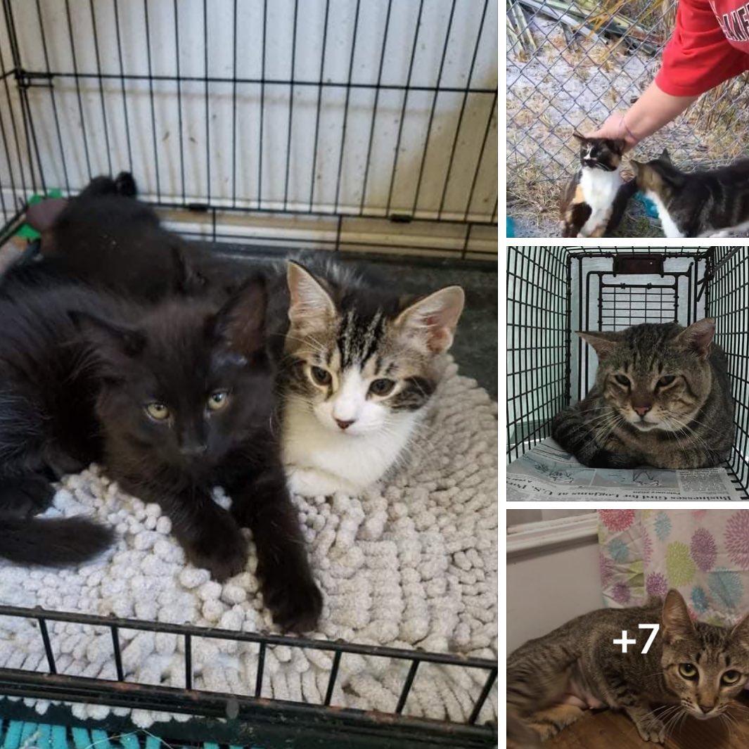 ‼️URGENT FOSTERS NEEDED ASAP!!! Orlando or Tampa areas!!! Please message us on FB at United Paw Rescue if you can help. 

We have 2 kittens needing socialization ASAP or the finder will have no choice but to put them outside. They are terrified but not aggressive. 

We have 2 SENIORS and other friendly cats outside fighting for their lives on the streets where there are coyotes, when they deserve a warm bed to lay their head on at night. 

There is a 13 year old senior at the shelter with muscle wasting and dental disease in urgent need of help. 

There are 5 cats terrified at the shelter and at risk of euthanasia.

WE NEED FOSTERS!!!! WE CANNOT CONTINUE TO SAVE LIVES WITHOUT MORE FOSTER HOMES. Look at these faces. Even just a few months in your home can save their lives and prevent them from losing theirs and dying. We provide all medical care.
-
-
-
<a target='_blank' href='https://www.instagram.com/explore/tags/fostersneeded/'>#fostersneeded</a> <a target='_blank' href='https://www.instagram.com/explore/tags/foster/'>#foster</a> <a target='_blank' href='https://www.instagram.com/explore/tags/fosterssavelives/'>#fosterssavelives</a> <a target='_blank' href='https://www.instagram.com/explore/tags/share/'>#share</a> <a target='_blank' href='https://www.instagram.com/explore/tags/orlando/'>#orlando</a> <a target='_blank' href='https://www.instagram.com/explore/tags/tampa/'>#tampa</a> <a target='_blank' href='https://www.instagram.com/explore/tags/florida/'>#florida</a> <a target='_blank' href='https://www.instagram.com/explore/tags/orlandoflorida/'>#orlandoflorida</a> <a target='_blank' href='https://www.instagram.com/explore/tags/tampaflorida/'>#tampaflorida</a> <a target='_blank' href='https://www.instagram.com/explore/tags/adoptdontshop/'>#adoptdontshop</a> <a target='_blank' href='https://www.instagram.com/explore/tags/dontshopadopt/'>#dontshopadopt</a> <a target='_blank' href='https://www.instagram.com/explore/tags/savethemall/'>#savethemall</a> <a target='_blank' href='https://www.instagram.com/explore/tags/kittensofinstagram/'>#kittensofinstagram</a> <a target='_blank' href='https://www.instagram.com/explore/tags/catsofinstagram/'>#catsofinstagram</a> <a target='_blank' href='https://www.instagram.com/explore/tags/catsoftheday/'>#catsoftheday</a> <a target='_blank' href='https://www.instagram.com/explore/tags/loveanimals/'>#loveanimals</a> <a target='_blank' href='https://www.instagram.com/explore/tags/blackcats/'>#blackcats</a> <a target='_blank' href='https://www.instagram.com/explore/tags/tabbycat/'>#tabbycat</a> <a target='_blank' href='https://www.instagram.com/explore/tags/tabbykitten/'>#tabbykitten</a> <a target='_blank' href='https://www.instagram.com/explore/tags/ittakesavillage/'>#ittakesavillage</a> <a target='_blank' href='https://www.instagram.com/explore/tags/taylorswift/'>#taylorswift</a> <a target='_blank' href='https://www.instagram.com/explore/tags/monday/'>#monday</a>