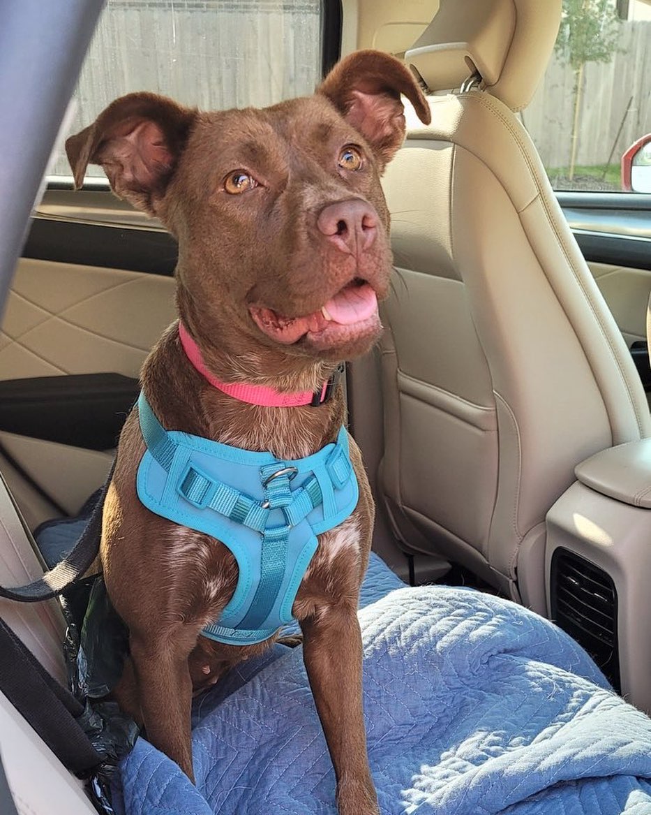 Congratulations to this lucky girl, Mandy, on finding her forever home! 

Her new mom drove all the way from Dallas to Houston to pick her up - now that’s love 💞 She is so excited to enjoy her new life as a <a target='_blank' href='https://www.instagram.com/explore/tags/dallasdog/'>#dallasdog</a> ! 

<a target='_blank' href='https://www.instagram.com/explore/tags/adoptdontshop/'>#adoptdontshop</a> <a target='_blank' href='https://www.instagram.com/explore/tags/rescuedog/'>#rescuedog</a> <a target='_blank' href='https://www.instagram.com/explore/tags/rescuedismyfavoritebreed/'>#rescuedismyfavoritebreed</a> <a target='_blank' href='https://www.instagram.com/explore/tags/angels2therescue/'>#angels2therescue</a> <a target='_blank' href='https://www.instagram.com/explore/tags/fosteringsaveslives/'>#fosteringsaveslives</a> <a target='_blank' href='https://www.instagram.com/explore/tags/dogsofinstagram/'>#dogsofinstagram</a> <a target='_blank' href='https://www.instagram.com/explore/tags/muttstagram/'>#muttstagram</a>