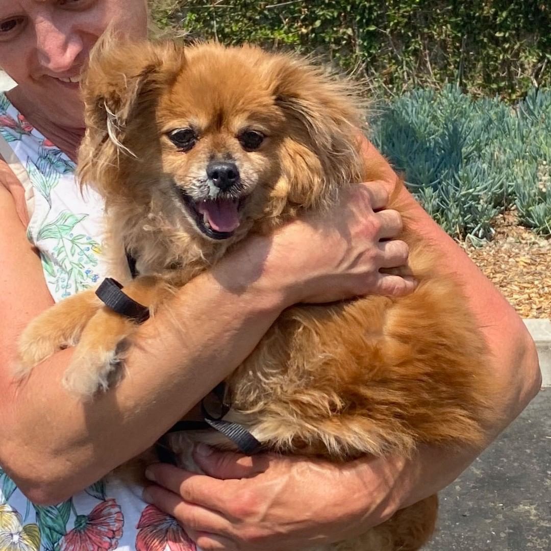 Meet Betty, the sweetest girl ever. Isn't she  adorable? Email shamrockrf@gmail.com to learn more about this darling girl.