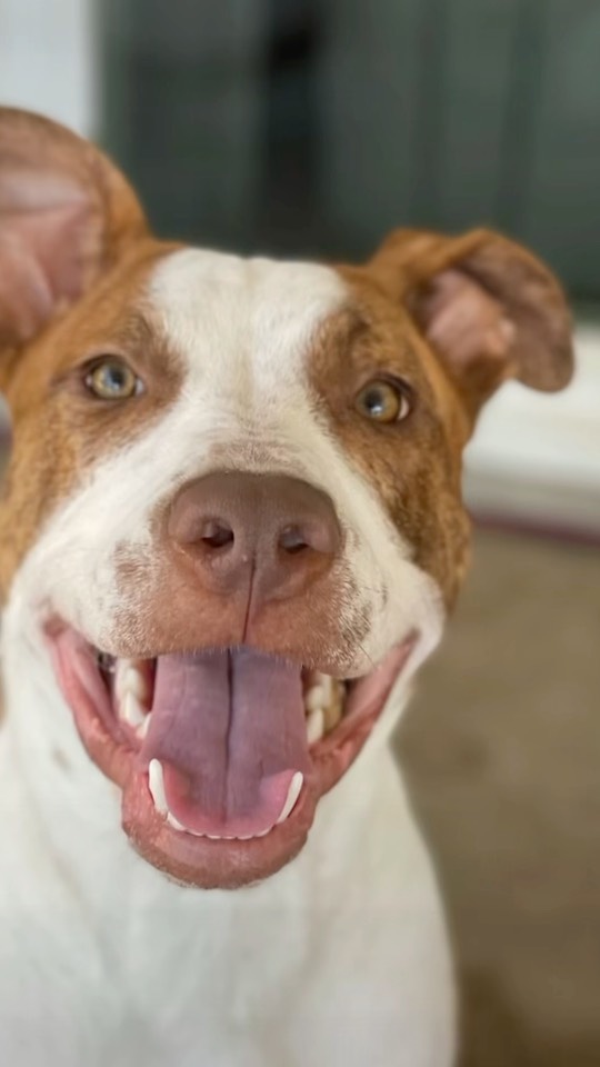 Sosa is getting a dna test done to show exactly what his breed makeup is! Drop your comments below! Closest guess gets a brand new leash + collar!