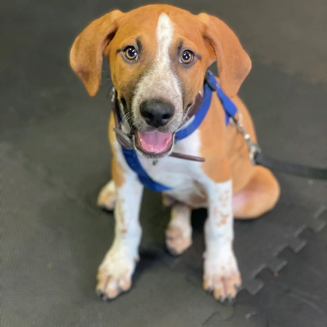 A fun day at puppy kindergarten for Manteo w/ @freetobedog ! His foster family wants to do the puppy class with him to prep him for human household fun! We would love for the other pups to get sponsored! Go to fouron.org/support Free To Be Dog sponsor a rescue dog! ⠀
⠀
<a target='_blank' href='https://www.instagram.com/explore/tags/RescueDogs/'>#RescueDogs</a><a target='_blank' href='https://www.instagram.com/explore/tags/rescuepup/'>#rescuepup</a> <a target='_blank' href='https://www.instagram.com/explore/tags/coonhound/'>#coonhound</a> <a target='_blank' href='https://www.instagram.com/explore/tags/boxer/'>#boxer</a> <a target='_blank' href='https://www.instagram.com/explore/tags/mutt/'>#mutt</a> <a target='_blank' href='https://www.instagram.com/explore/tags/socialization/'>#socialization</a> <a target='_blank' href='https://www.instagram.com/explore/tags/puppyclass/'>#puppyclass</a> <a target='_blank' href='https://www.instagram.com/explore/tags/aberdeen/'>#aberdeen</a> <a target='_blank' href='https://www.instagram.com/explore/tags/dogsinNC/'>#dogsinNC</a> <a target='_blank' href='https://www.instagram.com/explore/tags/underdogs/'>#underdogs</a>