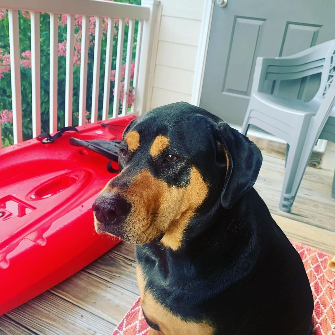 Sooty's Alum Update: Toby was adopted out as a puppy over 2 years ago now. Today he is a healthy and happy 2.5yo dog, living his best life! Best of wishes for continued prosperity for Toby and his Family!!
<a target='_blank' href='https://www.instagram.com/explore/tags/happytails/'>#happytails</a> <a target='_blank' href='https://www.instagram.com/explore/tags/adoptdontshop/'>#adoptdontshop</a> <a target='_blank' href='https://www.instagram.com/explore/tags/sootyssanctuaryalums/'>#sootyssanctuaryalums</a>