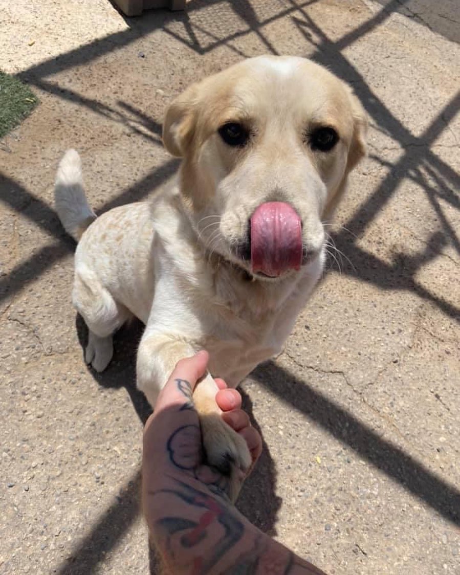 WANTED: 

Humans who are seeking the love of a big dog. Not quite extra large, but larger than average! 

These humans around here guess that I’m a Great Pyrenees mix of some sort, because that’s my size & I have some guardian dog tendencies. 

Things you should know: 

✅ I am big, but gentle. 

✅ I don’t love other dogs. Can I have a forever home where I can just be your one and only?

✅ I’m kind of naughty. I know how to climb chainlink. I see no issue here, but my rescue peeps say I need a hope with block walls or wood fencing so I can’t climb them. *sigh* 

✅I haven’t met a kitty, but there’s a higher than average chance I’m not good with them, so no kitties. It’s best for everyone! 

My name is Buddy, and I am super sweet. I learned all the good stuff in the PAWS program, and I am 100% ready to come love you with all of my heart. If you think we’re a perfect match, please fill out an adoption application here: www.viva-nm.org My adoption fee is $250 and that includes all the vet care and training I got in the PAWS program. 

If I’m not The One for you, please SHARE me! Maybe one of your friends will fall in love?