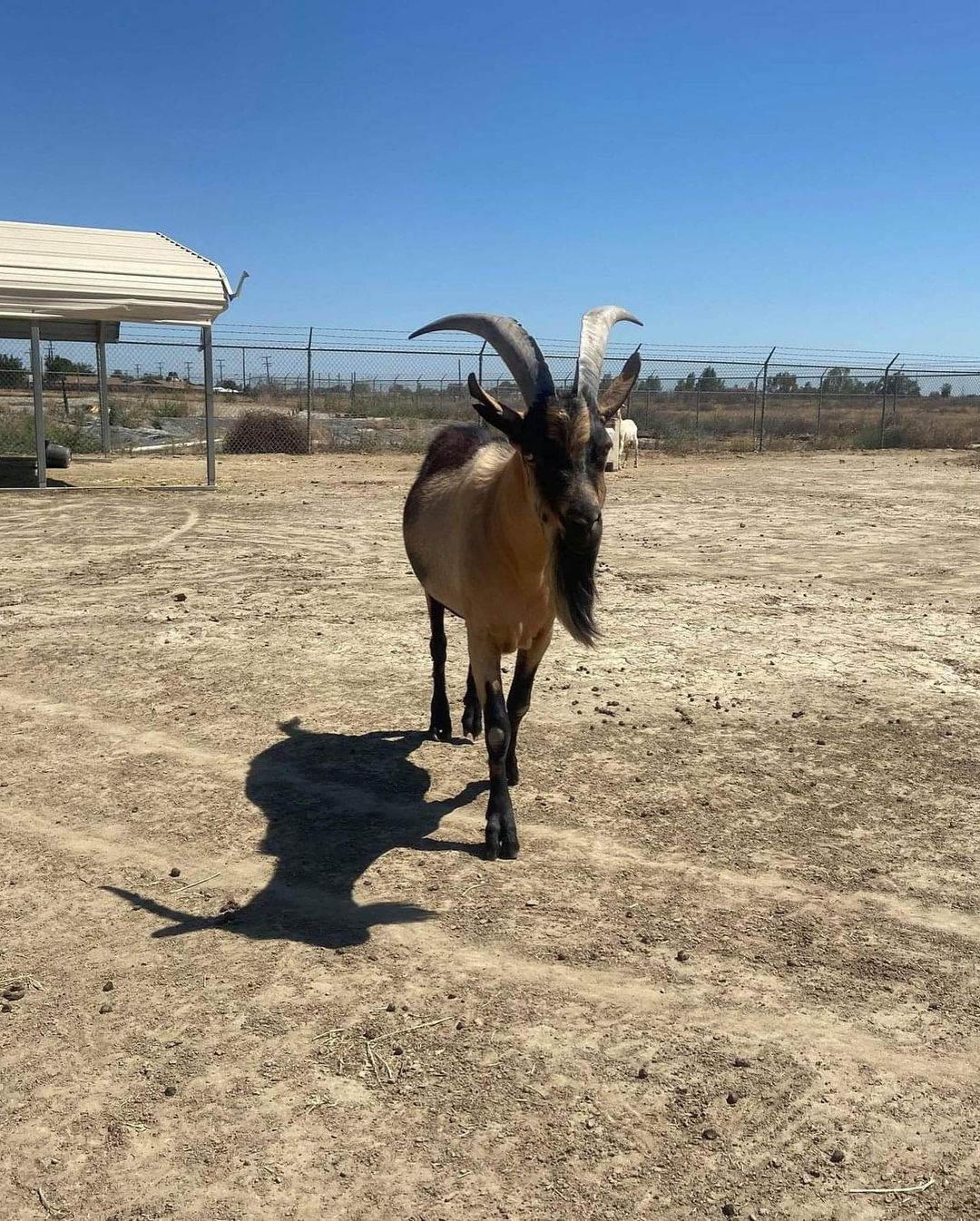 Meet Mark the Marvelous “Dog”!
SSHH!! He thinks he’s a cherished dog, but really is one of the most loving goats in the world.. Mark came to us as an owner surrender when he decided one sunny day that he was just going to explore and make more friends.
Mark has now made a few friends, one being his best friend Dana-a shelter technician- who loves, dotes and spoils him daily. Mark and Dana have decided he needs a fresh start- somewhere with plenty of space Mark can feng shui until his little heart is content.
Mark prides himself on his ability to feng shui his space; he has even asked for the opinions of corral mates he has had here at the shelter. He shows his excitement of his final décor by zooming around when his space is complete, until the next time.
Mark is always happy to share his corral with ANYONE!! He takes pride in his hosting skills and is always eager to show them off and give his opinion to anyone willing to pay attention. He loves his bed which coincidentally used to be his feeder (pictures below)
DOES YOUR LIFE NEED SOME FENG SHUI??
**Mark says it does and he looks forward to showing you how for the rest of your life**
If you are interested in adopting Mark, please fill out our adoption application: https://form.jotform.com/93094248402153