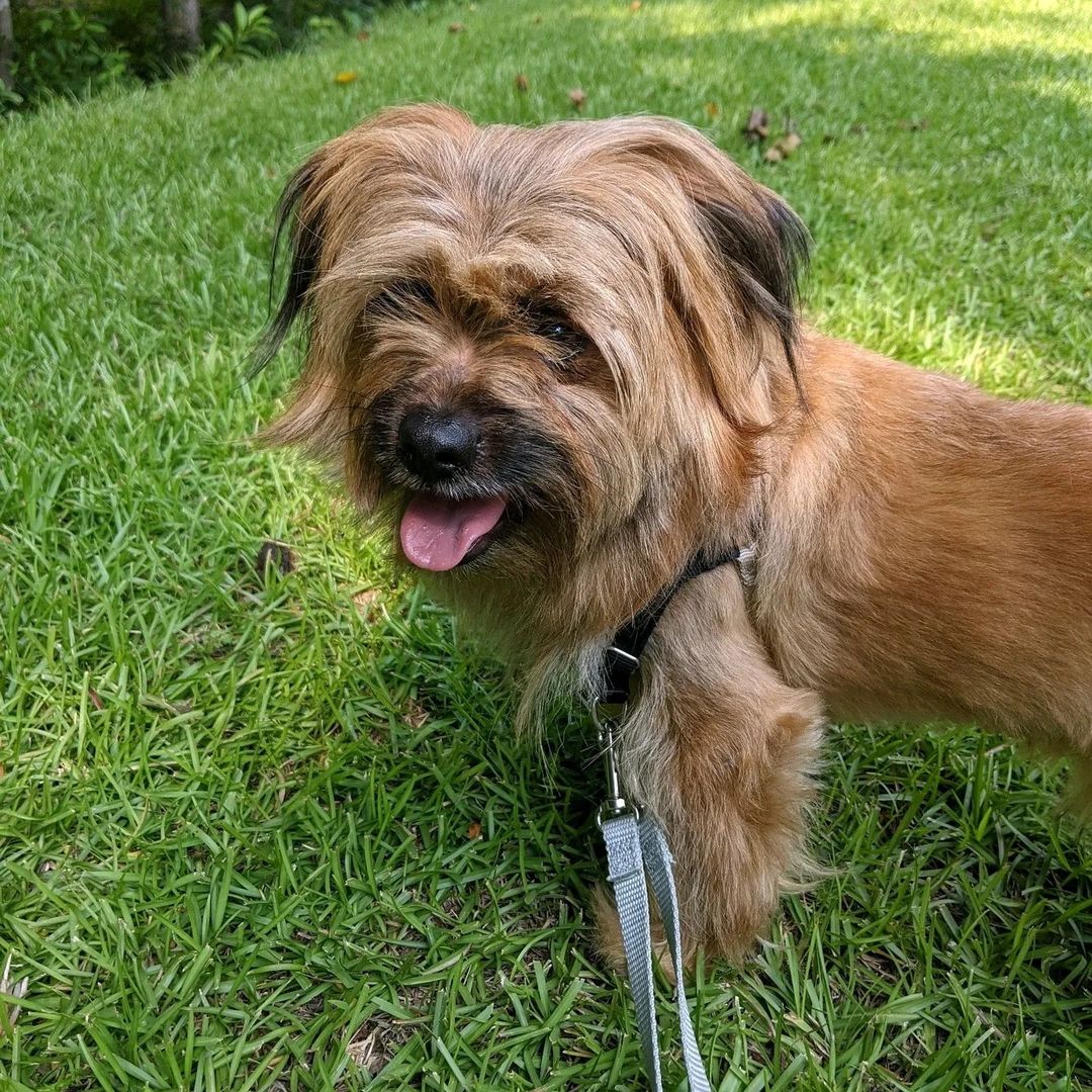 Wouldn't you want this fun lapdog to call your bud? He's almost fully house trained, great on a leash, loves balls, squeaky toys, probably loves hiking (when it's colder). Chewb is a fun cuddly dude ! Fouron.org
<a target='_blank' href='https://www.instagram.com/explore/tags/lapdog/'>#lapdog</a> <a target='_blank' href='https://www.instagram.com/explore/tags/rescuedogsNC/'>#rescuedogsNC</a> <a target='_blank' href='https://www.instagram.com/explore/tags/underdog/'>#underdog</a> <a target='_blank' href='https://www.instagram.com/explore/tags/aberdeennc/'>#aberdeennc</a> <a target='_blank' href='https://www.instagram.com/explore/tags/southernpines/'>#southernpines</a> <a target='_blank' href='https://www.instagram.com/explore/tags/carthage/'>#carthage</a> <a target='_blank' href='https://www.instagram.com/explore/tags/pinehurst/'>#pinehurst</a> <a target='_blank' href='https://www.instagram.com/explore/tags/pekingese/'>#pekingese</a> <a target='_blank' href='https://www.instagram.com/explore/tags/maltese/'>#maltese</a>