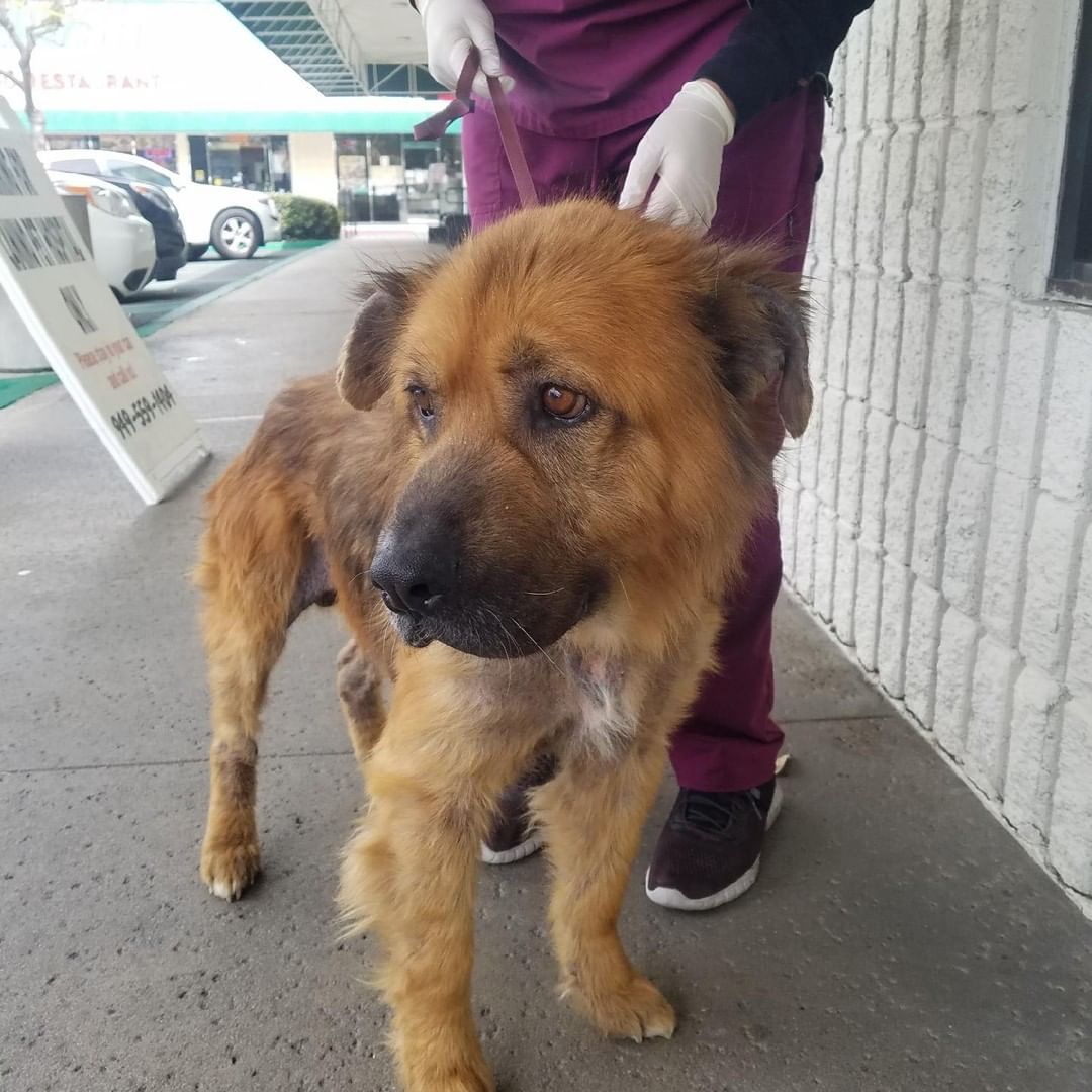 Bear is a sweet boy looking for his forever home. Contact us at shamrockrf@gmail.com.