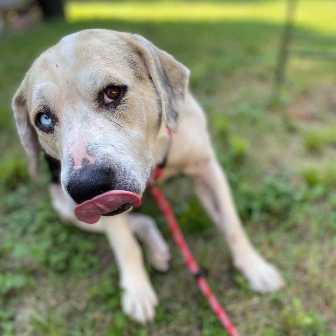 Rare Gem! This is Gus a Catahula mix. Check out his one blue eye and one brown eye. Gus is approximately 3 yrs old and 75lbs, neutered male.  He is heart worm negative, good with other dogs. Sweet natured and laid back. <a target='_blank' href='https://www.instagram.com/explore/tags/catahoula/'>#catahoula</a> <a target='_blank' href='https://www.instagram.com/explore/tags/adoptdontshop/'>#adoptdontshop</a> <a target='_blank' href='https://www.instagram.com/explore/tags/Heterochromia/'>#Heterochromia</a>