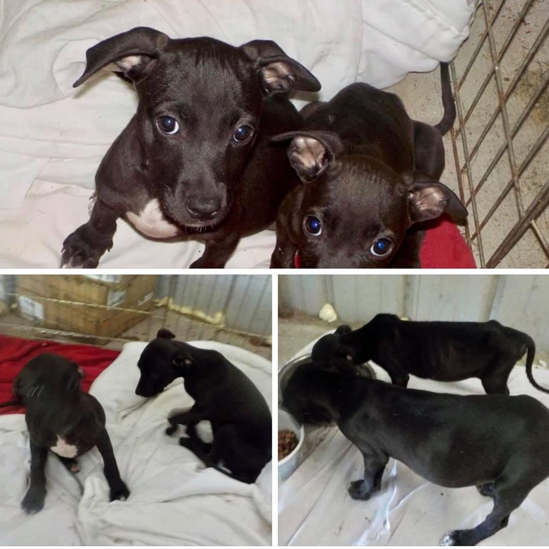 * PUPDATE! * A huge thank you to everyone who stepped up to help us save these two little babies, Shadow and Meadow. And especially to <a target='_blank' href='https://www.instagram.com/explore/tags/givinggrid/'>#givinggrid</a> for helping us raise the funds needed to do it. We shudder to think what became of the mama pup or any other littermates, but at least we were able to save these TWO from certain death when they were thrown in a rural, roadside ditch in NC like garbage. Shadow (on left, the larger of the two) is the definitely the stronger and more resilient. Meadow (on right, the one who needed the feeding tube) is still very weak and struggling and is only just now beginning to eat on her own. She was likely the runt of the litter which made having parvo that much harder for her to fight off. Thankfully they have been deemed healthy enough to now go into a foster home to continue their recovery!
Thank you again to all who cared as much as we do about these precious, innocent lives that were almost lost! 🙏❤️ Stay tuned for more updates!