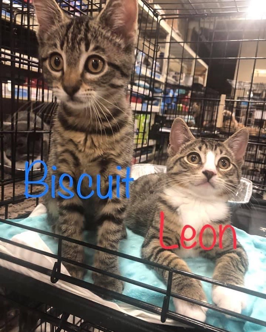 Biscuit and Leon will be at the Bridgewater NJ Petsmart this Saturday and Sunday from 12-4! They are adorable brothers who are spunky and fun but also love to cuddle! They do not have to be adopted together but cannot be the only cat in the home. Come meet these love bugs!

<a target='_blank' href='https://www.instagram.com/explore/tags/adoptdontshop/'>#adoptdontshop</a> <a target='_blank' href='https://www.instagram.com/explore/tags/nj/'>#nj</a> <a target='_blank' href='https://www.instagram.com/explore/tags/animalrescue/'>#animalrescue</a>