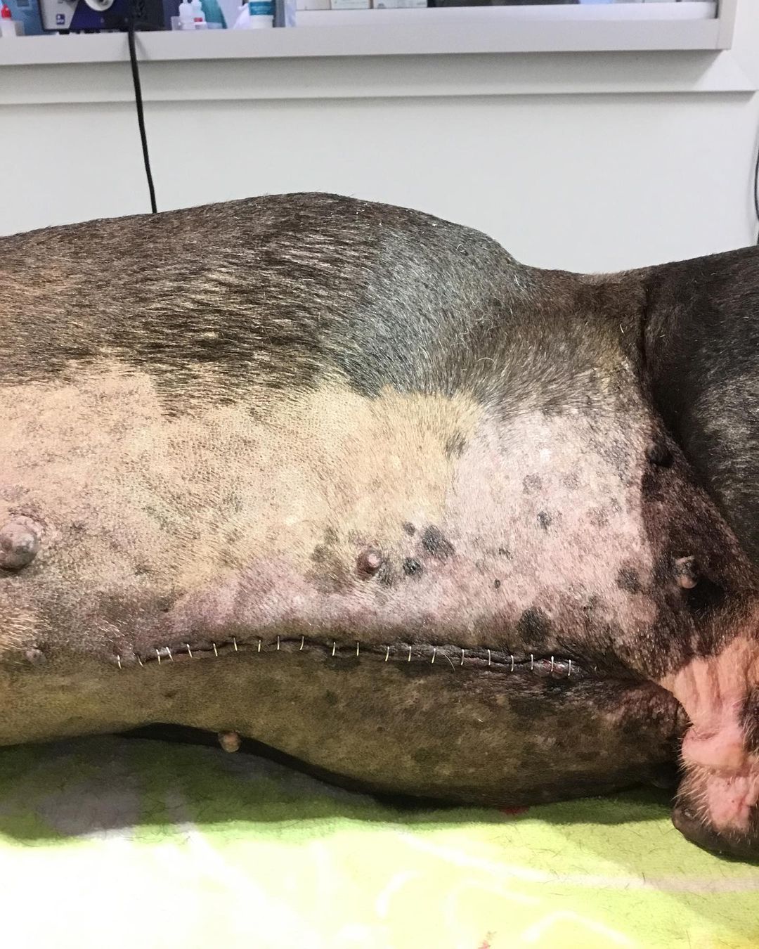 💔 Update on Buzz PART 2💔

BIG thanks to @blueclearsky2 @nickbrunson @paige_ah @paige_glumac and so many other amazing supporters for their generous donations. Lastly, huge thanks to our vet Dr. Huddleston and his staff at @westheimeranimal for always giving stellar care and service to our bullies for the past 8 years! This clinic will always do anything to save an animal. ❤️

Unfortunately, we still have a balance in our account which includes his cremation and urn. Thank you in advance for your help. No amount is too small. 
You may donate to our PayPal: 
info@ bravebullyrescue.org or you may donate directly to our vet clinic. Just say you will like to make a donation for BUZZ with Brave Bully Rescue:
Westheimer Animal Clinic Bellaire 
(713) 622-1270

Here is a quote we have always believed in since we started BBR 3/2014. This is why we do rescue.

💕