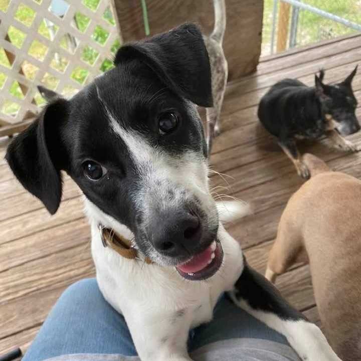 Hiya! I'm DIGGER, and everyone at Ewenity is wondering why I'm still around because I'm awesome! I'm a 9 months old lab/rat terrier mix, so I'm 19 pounds of puppy energy, but I'm potty trained, crate trained, love to swim, and I'm not afraid of thunder or rain. I'm also a really fast learner! Did I mention I'm heckin' cute?! 

Find out more about me by clicking the Adoptable Dogs tab in the link in our bio. You'll find me under H for Henk, which was my old name. 

<a target='_blank' href='https://www.instagram.com/explore/tags/EwenityFarm/'>#EwenityFarm</a> <a target='_blank' href='https://www.instagram.com/explore/tags/RatTerrier/'>#RatTerrier</a> <a target='_blank' href='https://www.instagram.com/explore/tags/LabMix/'>#LabMix</a> <a target='_blank' href='https://www.instagram.com/explore/tags/AdoptDontShop/'>#AdoptDontShop</a> <a target='_blank' href='https://www.instagram.com/explore/tags/AdoptableDogsofInstagram/'>#AdoptableDogsofInstagram</a> <a target='_blank' href='https://www.instagram.com/explore/tags/AdoptableDogs/'>#AdoptableDogs</a> <a target='_blank' href='https://www.instagram.com/explore/tags/AdoptMePets/'>#AdoptMePets</a>