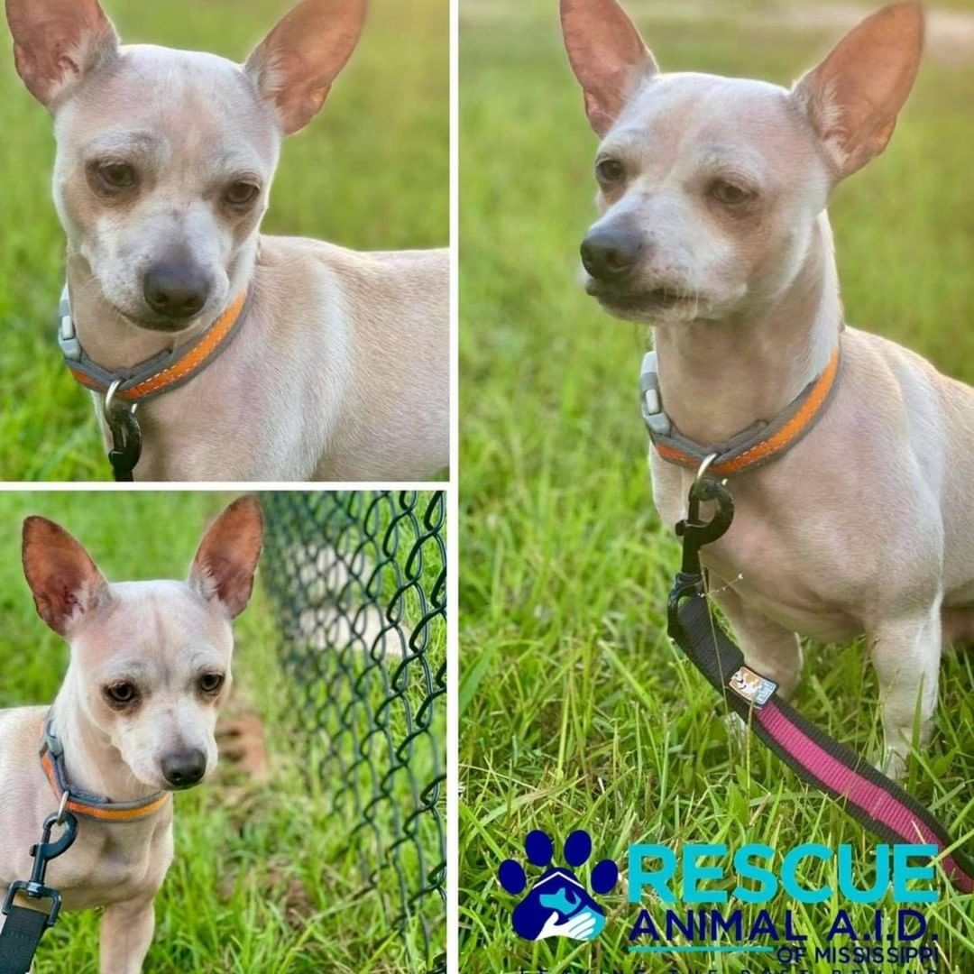 This sweet boy, Jack is looking for his forever home! 🐾 🏡 ❤️

He is approximately two years old, kennel trained and would fit in well with a couch-potato family that likes to just hang out with their furry friends. 

He is hairless on parts of his body which makes us believe he is a Crested Chi Mix. He is a skittish but does not bark at people like the typical fearless chihuaha usually does. He walks well on a leash and is not yet neutered but will be prior to adoption. 

If you’d like to give this boy a loving home, visit animalaidms.org to fill out an adoption application. 💻

🙏🏼 Please share this post to help us find a home 🏡 as loving 🥰 and deserving as this boy! 🐾