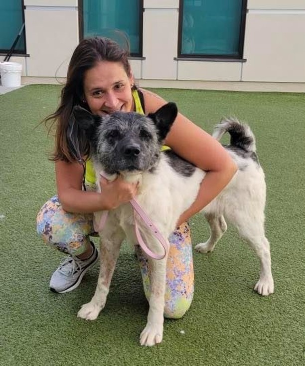 ADOPTED 🥰
Miss Maggie, the super dainty gentle stuffed animal in an Akita suit, picked her new Mama, Yoi, today and what a lovely match this is. Awwwwooo ❤️