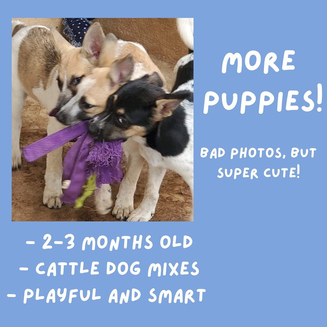 Please share!
Come to our adoption event at the Glendale Petsmart tomorrow, SATURDAY, July 24th from 11-3! We will have some adorable dogs, puppies, and kittens that are looking for their forever homes!