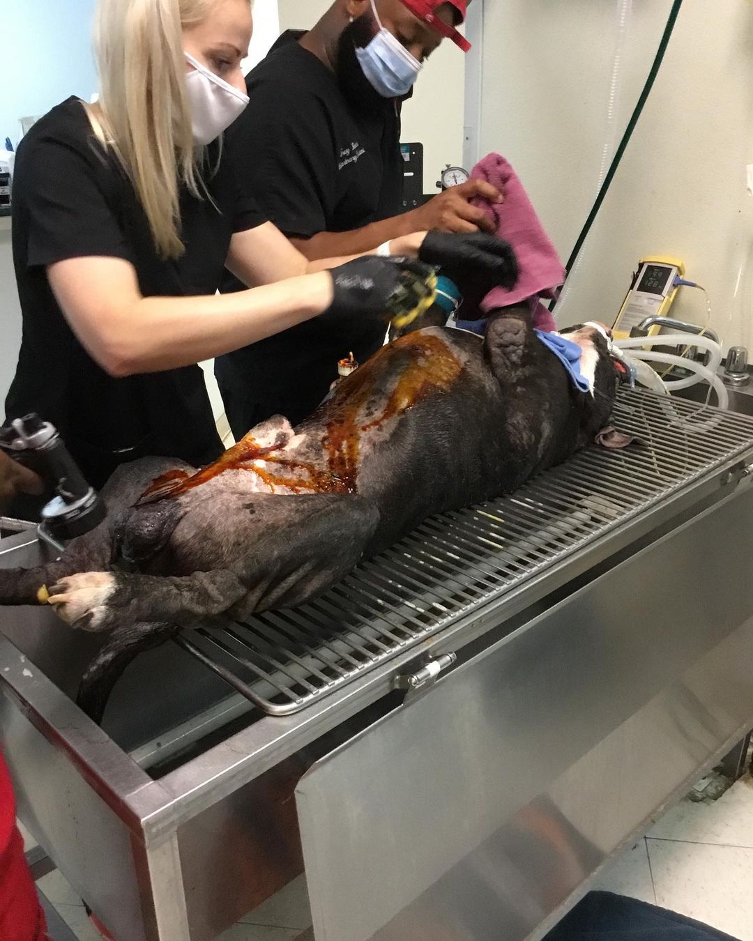 💔 Update on Buzz PART 2💔

BIG thanks to @blueclearsky2 @nickbrunson @paige_ah @paige_glumac and so many other amazing supporters for their generous donations. Lastly, huge thanks to our vet Dr. Huddleston and his staff at @westheimeranimal for always giving stellar care and service to our bullies for the past 8 years! This clinic will always do anything to save an animal. ❤️

Unfortunately, we still have a balance in our account which includes his cremation and urn. Thank you in advance for your help. No amount is too small. 
You may donate to our PayPal: 
info@ bravebullyrescue.org or you may donate directly to our vet clinic. Just say you will like to make a donation for BUZZ with Brave Bully Rescue:
Westheimer Animal Clinic Bellaire 
(713) 622-1270

Here is a quote we have always believed in since we started BBR 3/2014. This is why we do rescue.

💕