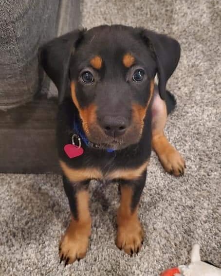 Adorable!!
Brady is looking for a home! He is from Valentina's litter! 

Since arriving in his new foster home as an 8 week old pup, Brady has adapted well. He has two large foster brother dogs and he just wants to fit right in and play with them. He doesn’t care that he is just a fraction of their size. And when he sees his foster brother pups taking a nap, he tries to curl up next to them for snuggles.
 
He's not a fan of going in the crate at night or when his foster mom leaves the house but that is just because he thinks he is missing out. He is currently working on this and learning that the crate is just a quiet place for him to hang out sometimes.
 
Potty training is off to a great start, especially for how young he is. Brady doesn't like to go potty in his crate so he whines at night to let his foster mom know when it is time to go outside. He really is learning fast!
 
Brady is very playful. He loves playing chase with the other dogs, loves chewing on toys and loves exploring outside. He also loves his foster mom’s attention. He often asks to be picked up and pet. He gives sweet little kisses and likes to lay on foster mom’s feet when she is doing the dishes.
 
If interested in adopting Brady, please contact Leah at leahstauber10@gmail.com. 
If you are not an approved adopter, please reach out and we will send you the link to apply specifically for Brady!
-
-
-
<a target='_blank' href='https://www.instagram.com/explore/tags/wiadoptagolden/'>#wiadoptagolden</a> <a target='_blank' href='https://www.instagram.com/explore/tags/rescuedogsofinstagram/'>#rescuedogsofinstagram</a> <a target='_blank' href='https://www.instagram.com/explore/tags/rescuedog/'>#rescuedog</a> <a target='_blank' href='https://www.instagram.com/explore/tags/puppy/'>#puppy</a> <a target='_blank' href='https://www.instagram.com/explore/tags/rescuedismyfavoritebreed/'>#rescuedismyfavoritebreed</a> <a target='_blank' href='https://www.instagram.com/explore/tags/mixedbreedsofinstagram/'>#mixedbreedsofinstagram</a>