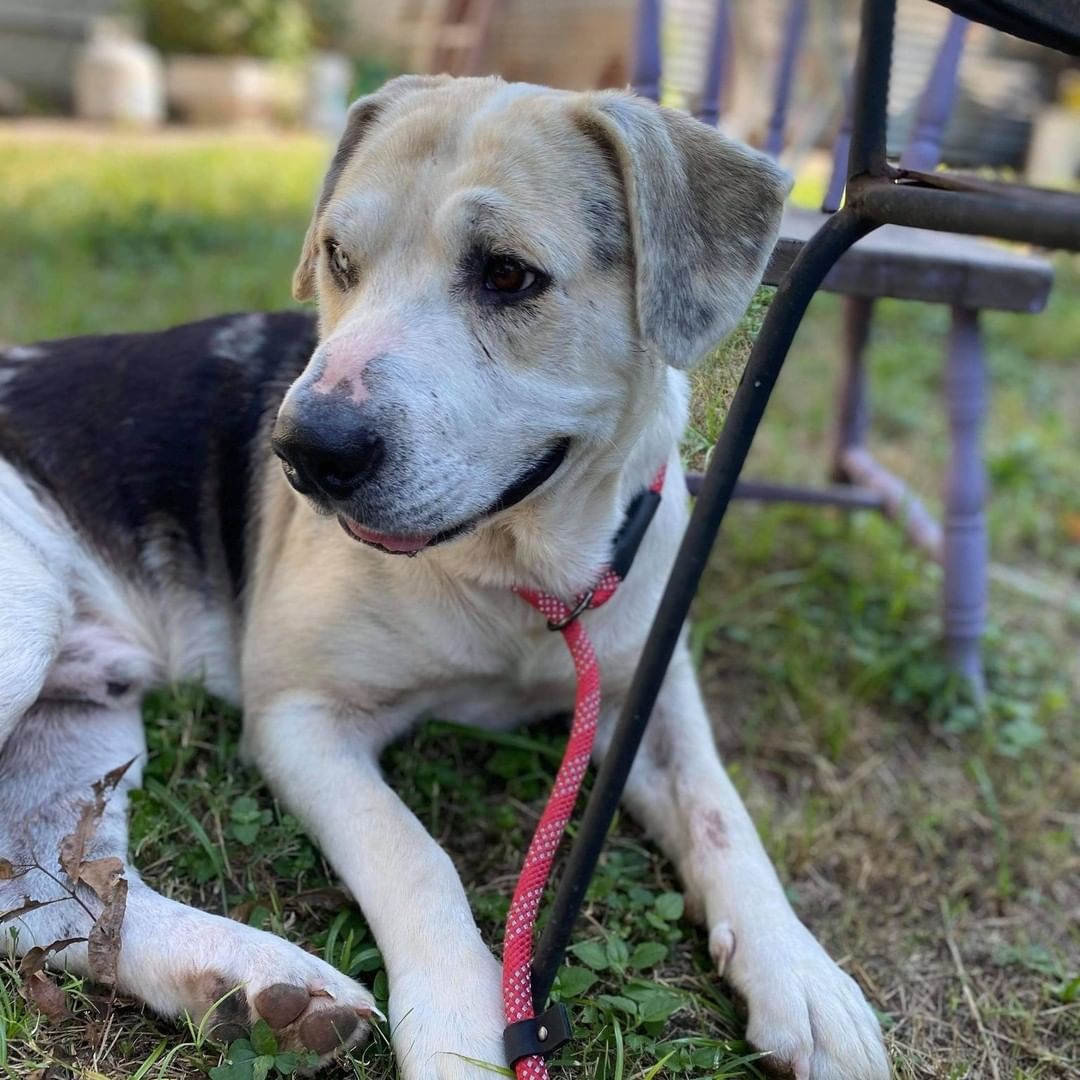 Rare Gem! This is Gus a Catahula mix. Check out his one blue eye and one brown eye. Gus is approximately 3 yrs old and 75lbs, neutered male.  He is heart worm negative, good with other dogs. Sweet natured and laid back. <a target='_blank' href='https://www.instagram.com/explore/tags/catahoula/'>#catahoula</a> <a target='_blank' href='https://www.instagram.com/explore/tags/adoptdontshop/'>#adoptdontshop</a> <a target='_blank' href='https://www.instagram.com/explore/tags/Heterochromia/'>#Heterochromia</a>