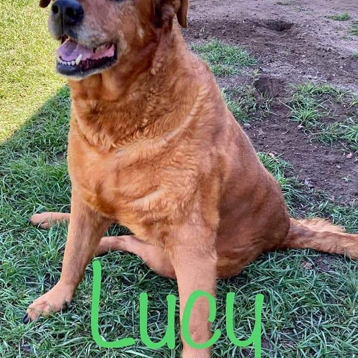 Lucy has been adopted