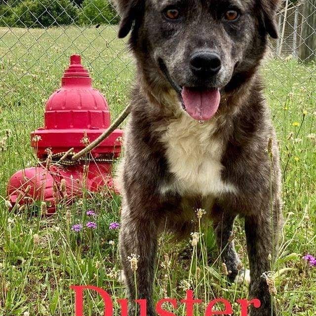 Duster was also adopred