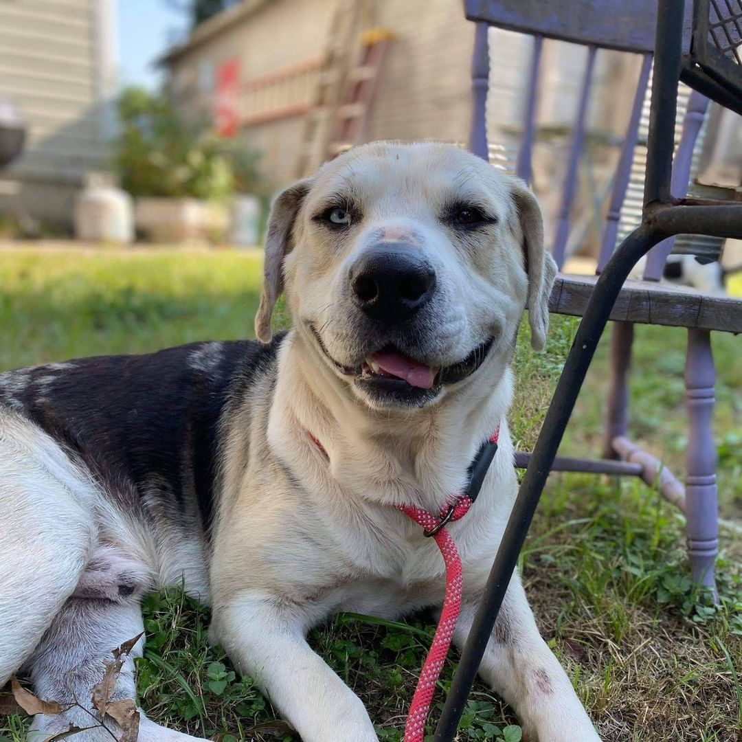 Rare Gem! This is Gus a Catahula mix. Check out his one blue eye and one brown eye. Gus is approximately 3 yrs old and 75lbs, neutered male.  He is heart worm negative, good with other dogs. Sweet natured and laid back. <a target='_blank' href='https://www.instagram.com/explore/tags/catahoula/'>#catahoula</a> <a target='_blank' href='https://www.instagram.com/explore/tags/adoptdontshop/'>#adoptdontshop</a> <a target='_blank' href='https://www.instagram.com/explore/tags/Heterochromia/'>#Heterochromia</a>