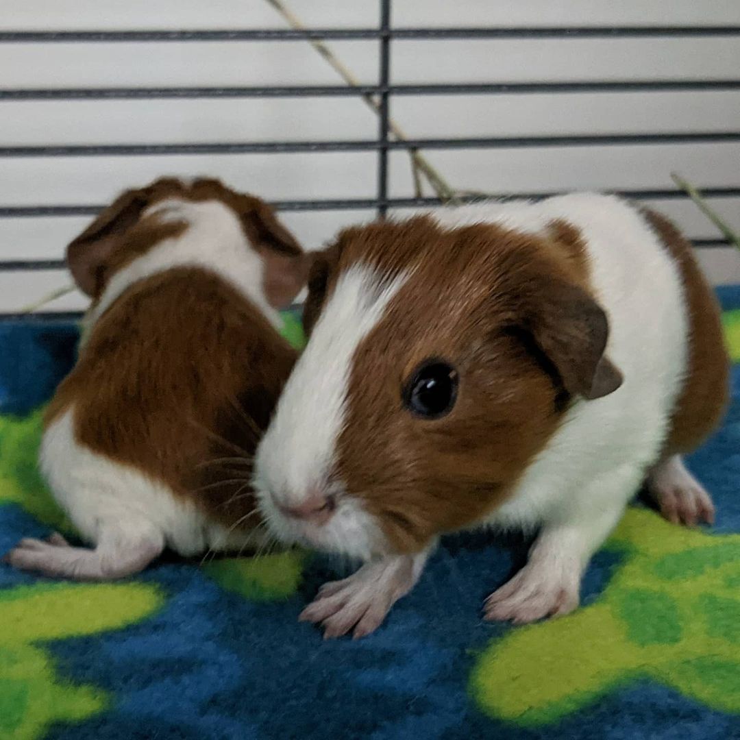 Miss Sadie, who came to us pregnant had her babies last night. Say hello to her 5 new adorable little piggies, there 4 girls and 1 boy - we are still working on names and taking suggestions! These little ones will be available in about 4 weeks. We are taking applications for them now if you're interested! 

<a target='_blank' href='https://www.instagram.com/explore/tags/guineapig/'>#guineapig</a> <a target='_blank' href='https://www.instagram.com/explore/tags/guineapigs/'>#guineapigs</a> <a target='_blank' href='https://www.instagram.com/explore/tags/babyguineapig/'>#babyguineapig</a> <a target='_blank' href='https://www.instagram.com/explore/tags/guineapigsofinstagram/'>#guineapigsofinstagram</a> <a target='_blank' href='https://www.instagram.com/explore/tags/cute/'>#cute</a> <a target='_blank' href='https://www.instagram.com/explore/tags/pet/'>#pet</a> <a target='_blank' href='https://www.instagram.com/explore/tags/animals/'>#animals</a> <a target='_blank' href='https://www.instagram.com/explore/tags/pets/'>#pets</a> <a target='_blank' href='https://www.instagram.com/explore/tags/guineapiglife/'>#guineapiglife</a> <a target='_blank' href='https://www.instagram.com/explore/tags/guineapiglove/'>#guineapiglove</a> <a target='_blank' href='https://www.instagram.com/explore/tags/guineapigsofig/'>#guineapigsofig</a> <a target='_blank' href='https://www.instagram.com/explore/tags/petsofinstagram/'>#petsofinstagram</a> <a target='_blank' href='https://www.instagram.com/explore/tags/love/'>#love</a> <a target='_blank' href='https://www.instagram.com/explore/tags/pig/'>#pig</a> <a target='_blank' href='https://www.instagram.com/explore/tags/guineapiggies/'>#guineapiggies</a> <a target='_blank' href='https://www.instagram.com/explore/tags/piggy/'>#piggy</a> <a target='_blank' href='https://www.instagram.com/explore/tags/guineapiggy/'>#guineapiggy</a> <a target='_blank' href='https://www.instagram.com/explore/tags/guinea/'>#guinea</a> <a target='_blank' href='https://www.instagram.com/explore/tags/guineapiglover/'>#guineapiglover</a> <a target='_blank' href='https://www.instagram.com/explore/tags/guineapiglovers/'>#guineapiglovers</a> <a target='_blank' href='https://www.instagram.com/explore/tags/animal/'>#animal</a> <a target='_blank' href='https://www.instagram.com/explore/tags/guineapigsofinstagram/'>#guineapigsofinstagram</a> <a target='_blank' href='https://www.instagram.com/explore/tags/cuteanimals/'>#cuteanimals</a> <a target='_blank' href='https://www.instagram.com/explore/tags/saveallanimals/'>#saveallanimals</a> <a target='_blank' href='https://www.instagram.com/explore/tags/protectallanimals/'>#protectallanimals</a> <a target='_blank' href='https://www.instagram.com/explore/tags/loveallanimals/'>#loveallanimals</a> <a target='_blank' href='https://www.instagram.com/explore/tags/animallovers/'>#animallovers</a> <a target='_blank' href='https://www.instagram.com/explore/tags/rescueanimals/'>#rescueanimals</a>