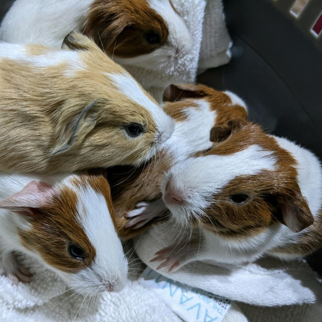 Miss Sadie, who came to us pregnant had her babies last night. Say hello to her 5 new adorable little piggies, there 4 girls and 1 boy - we are still working on names and taking suggestions! These little ones will be available in about 4 weeks. We are taking applications for them now if you're interested! 

<a target='_blank' href='https://www.instagram.com/explore/tags/guineapig/'>#guineapig</a> <a target='_blank' href='https://www.instagram.com/explore/tags/guineapigs/'>#guineapigs</a> <a target='_blank' href='https://www.instagram.com/explore/tags/babyguineapig/'>#babyguineapig</a> <a target='_blank' href='https://www.instagram.com/explore/tags/guineapigsofinstagram/'>#guineapigsofinstagram</a> <a target='_blank' href='https://www.instagram.com/explore/tags/cute/'>#cute</a> <a target='_blank' href='https://www.instagram.com/explore/tags/pet/'>#pet</a> <a target='_blank' href='https://www.instagram.com/explore/tags/animals/'>#animals</a> <a target='_blank' href='https://www.instagram.com/explore/tags/pets/'>#pets</a> <a target='_blank' href='https://www.instagram.com/explore/tags/guineapiglife/'>#guineapiglife</a> <a target='_blank' href='https://www.instagram.com/explore/tags/guineapiglove/'>#guineapiglove</a> <a target='_blank' href='https://www.instagram.com/explore/tags/guineapigsofig/'>#guineapigsofig</a> <a target='_blank' href='https://www.instagram.com/explore/tags/petsofinstagram/'>#petsofinstagram</a> <a target='_blank' href='https://www.instagram.com/explore/tags/love/'>#love</a> <a target='_blank' href='https://www.instagram.com/explore/tags/pig/'>#pig</a> <a target='_blank' href='https://www.instagram.com/explore/tags/guineapiggies/'>#guineapiggies</a> <a target='_blank' href='https://www.instagram.com/explore/tags/piggy/'>#piggy</a> <a target='_blank' href='https://www.instagram.com/explore/tags/guineapiggy/'>#guineapiggy</a> <a target='_blank' href='https://www.instagram.com/explore/tags/guinea/'>#guinea</a> <a target='_blank' href='https://www.instagram.com/explore/tags/guineapiglover/'>#guineapiglover</a> <a target='_blank' href='https://www.instagram.com/explore/tags/guineapiglovers/'>#guineapiglovers</a> <a target='_blank' href='https://www.instagram.com/explore/tags/animal/'>#animal</a> <a target='_blank' href='https://www.instagram.com/explore/tags/guineapigsofinstagram/'>#guineapigsofinstagram</a> <a target='_blank' href='https://www.instagram.com/explore/tags/cuteanimals/'>#cuteanimals</a> <a target='_blank' href='https://www.instagram.com/explore/tags/saveallanimals/'>#saveallanimals</a> <a target='_blank' href='https://www.instagram.com/explore/tags/protectallanimals/'>#protectallanimals</a> <a target='_blank' href='https://www.instagram.com/explore/tags/loveallanimals/'>#loveallanimals</a> <a target='_blank' href='https://www.instagram.com/explore/tags/animallovers/'>#animallovers</a> <a target='_blank' href='https://www.instagram.com/explore/tags/rescueanimals/'>#rescueanimals</a>