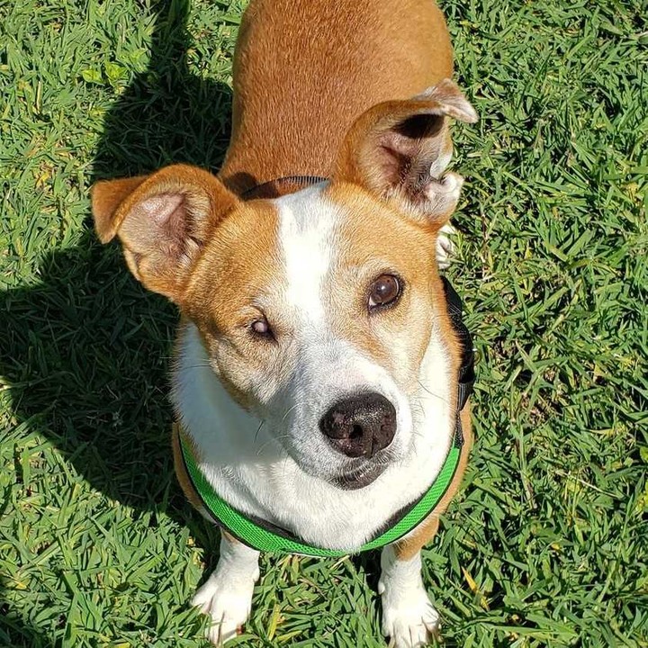 Hey friends! We have so many awesome dogs who are in need of foster or foster-to-adopt homes.

FINN is a 4-year-old Australian Cattle Dog mix who loves going for rides in the car, playing with toys, and getting cuddles. He's good with older kids and is pretty low key in the house. 

SHEP is 10-year-old Australian Shepherd mix who is looking for someone to make his golden years shine. He's low energy and low maintenance, and would make a fantastic companion.

TRAVIS is a 7-year-old Border Collie mix who has a condition that gives him the appearance of a permanent wink. He's been through a lot and he has special needs, but he bears it all like a champ and has lots of love to give.

HARVEY is a 1.5-year-old purebred American Foxhound who's long on legs, love, and personality. He needs gentle, firm, and consistent training to continue the improvements he's made, and he'd love a big backyard to explore.

LADYBUG and BIRDIE are a bonded pair. LADYBUG is a 5-year-old Chihuahua mix, while BIRDIE is a Lab/Basset mix. Both of them will look and feel so much happier after their skin conditions are treated. They need a home together.

BUTCH is a 1-year-old Lab mix who is friendly, playful, snuggly, and eager to please. We don't know why he hasn't been adopted because he's a gem!

You can find many of these dogs under the ADOPTABLE DOGS tab in the link in our bio. If you don't see the dog you're interested in fostering and want more information, please feel free to drop us a note in comments!