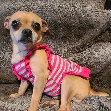 Shirley is also available through All Mutts Matter Foundation. She is the talker and loves to have fun. Go to allmuttsmatter.org to apply for this little chug girl.