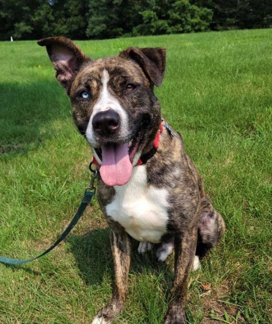 He’s unBEARably CUTE! 😍

Bear is a friendly, goofy Husky/Pit mix with lots of playful energy. He was born in early 2019. This beautiful bi-color eyed boy was surrendered because he was not good with cats his previous home. We were told he was good with the other dog and the 7-8 yr old children in the home. He has been fine with the other dogs at the shelter. If you are active and like to play with and exercise with dogs, Bear may be the right fit for you! Bear is neutered, vaccinated, chipped & told he's housebroken. If interested please contact Vicki@nokillarc.org or 570-784-3669 ext 1

<a target='_blank' href='https://www.instagram.com/explore/tags/adoptdontshop/'>#adoptdontshop</a> <a target='_blank' href='https://www.instagram.com/explore/tags/huskypit/'>#huskypit</a> <a target='_blank' href='https://www.instagram.com/explore/tags/huskiesofinstagram/'>#huskiesofinstagram</a> <a target='_blank' href='https://www.instagram.com/explore/tags/pitbullsofinstagram/'>#pitbullsofinstagram</a> <a target='_blank' href='https://www.instagram.com/explore/tags/pitbulls/'>#pitbulls</a> <a target='_blank' href='https://www.instagram.com/explore/tags/dontbullymybreed/'>#dontbullymybreed</a> <a target='_blank' href='https://www.instagram.com/explore/tags/adopt/'>#adopt</a> <a target='_blank' href='https://www.instagram.com/explore/tags/shelterdogsofinstagram/'>#shelterdogsofinstagram</a> <a target='_blank' href='https://www.instagram.com/explore/tags/shelterdogs/'>#shelterdogs</a> <a target='_blank' href='https://www.instagram.com/explore/tags/rescuedismyfavoritebreed/'>#rescuedismyfavoritebreed</a> <a target='_blank' href='https://www.instagram.com/explore/tags/bloomsburg/'>#bloomsburg</a> <a target='_blank' href='https://www.instagram.com/explore/tags/pennsylvania/'>#pennsylvania</a>