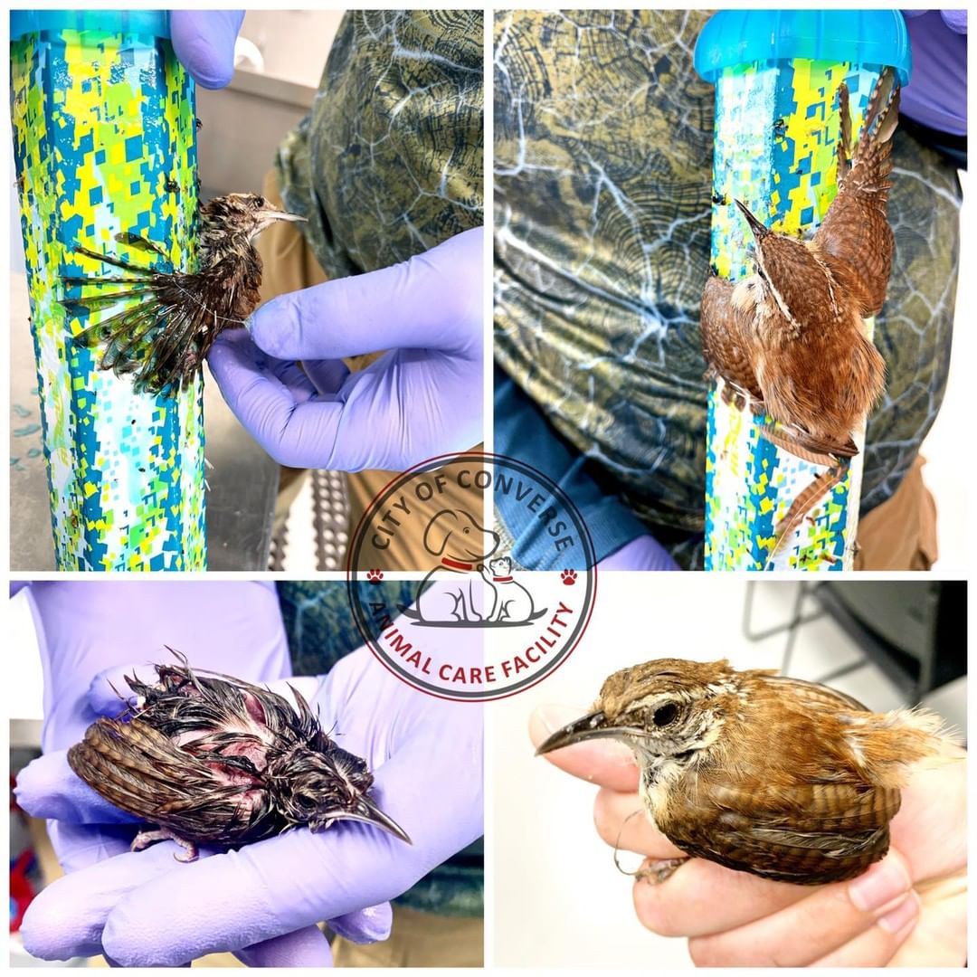 This wren came to us in a very sticky situation this morning. Our Animal Control Officers were able to remove this guy from the sticky trap and save most of his feathers in the process. He had pulled off most of his tail feathers before the removal so he’ll be headed to wildlife rescue until he can fly normally again.