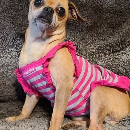 Shirley is also available through All Mutts Matter Foundation. She is the talker and loves to have fun. Go to allmuttsmatter.org to apply for this little chug girl.