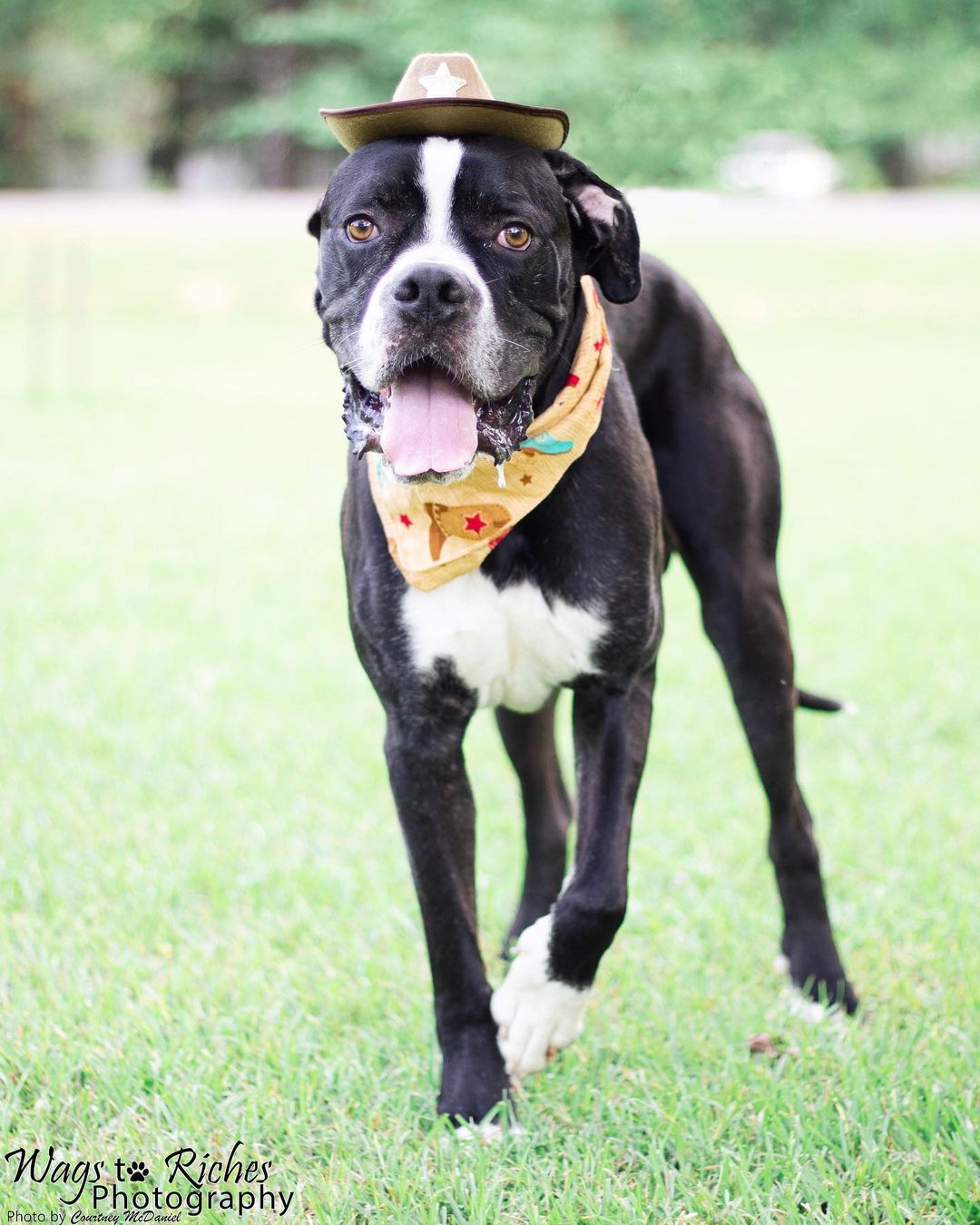 FOSTER NEEDED - Starting Friday morning for only 1 week. Cowboy Jordan is a very friendly 85lb boxer/Great Dane mix needing a place to hang out for 1 week (or longer if he’s a good house guest, but at least 1 week) He’s very calm for a big guy. Likes to lay around on the sofa, he’s a great TV watching buddy. Short walks around the block, easy going. Paws of Dixie Animal Rescue provides everything needed. 

Please message if you can help 🙏🏼

<a target='_blank' href='https://www.instagram.com/explore/tags/fosteringsaveslives/'>#fosteringsaveslives</a> <a target='_blank' href='https://www.instagram.com/explore/tags/foster/'>#foster</a> <a target='_blank' href='https://www.instagram.com/explore/tags/fostering/'>#fostering</a> <a target='_blank' href='https://www.instagram.com/explore/tags/tuscaloosa/'>#tuscaloosa</a> <a target='_blank' href='https://www.instagram.com/explore/tags/fosterneeded/'>#fosterneeded</a>