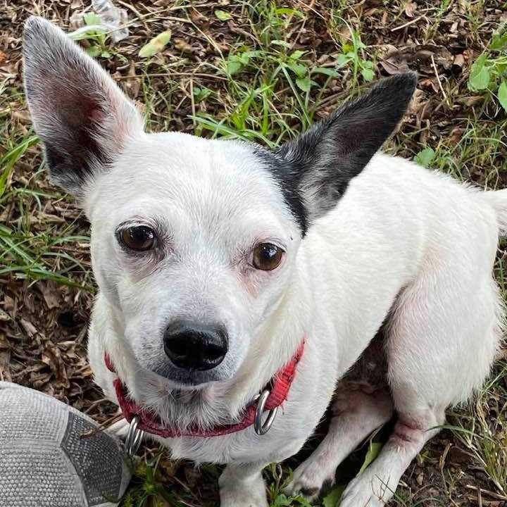 Hey friends! We have so many awesome dogs who are in need of foster or foster-to-adopt homes.

FINN is a 4-year-old Australian Cattle Dog mix who loves going for rides in the car, playing with toys, and getting cuddles. He's good with older kids and is pretty low key in the house. 

SHEP is 10-year-old Australian Shepherd mix who is looking for someone to make his golden years shine. He's low energy and low maintenance, and would make a fantastic companion.

TRAVIS is a 7-year-old Border Collie mix who has a condition that gives him the appearance of a permanent wink. He's been through a lot and he has special needs, but he bears it all like a champ and has lots of love to give.

HARVEY is a 1.5-year-old purebred American Foxhound who's long on legs, love, and personality. He needs gentle, firm, and consistent training to continue the improvements he's made, and he'd love a big backyard to explore.

LADYBUG and BIRDIE are a bonded pair. LADYBUG is a 5-year-old Chihuahua mix, while BIRDIE is a Lab/Basset mix. Both of them will look and feel so much happier after their skin conditions are treated. They need a home together.

BUTCH is a 1-year-old Lab mix who is friendly, playful, snuggly, and eager to please. We don't know why he hasn't been adopted because he's a gem!

You can find many of these dogs under the ADOPTABLE DOGS tab in the link in our bio. If you don't see the dog you're interested in fostering and want more information, please feel free to drop us a note in comments!