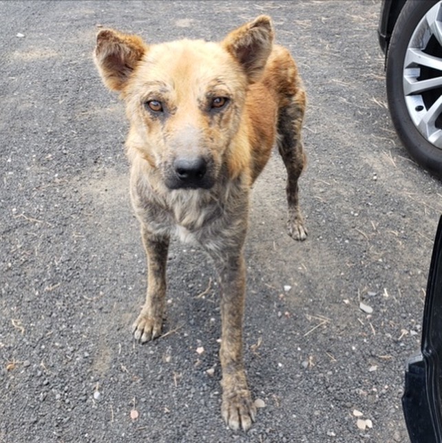 Opie is the goodest good boy. 😇 He really loves to go for runs and walks and needs a big yard for zoomies. He craves a home with active humans who will help him live his best life! This dog is built for hiking and snacks and snuggles. Swipe to see him when he was rescued - hungry little wandered in a remote part of the state. WHERE IS OPIE’S NEW FAM?! 🤩 See his video highlight and our website for more info. <a target='_blank' href='https://www.instagram.com/explore/tags/adoptdontshop/'>#adoptdontshop</a> <a target='_blank' href='https://www.instagram.com/explore/tags/nosofaspuds/'>#nosofaspuds</a> <a target='_blank' href='https://www.instagram.com/explore/tags/getupgetout/'>#getupgetout</a> <a target='_blank' href='https://www.instagram.com/explore/tags/fitnesslife/'>#fitnesslife</a> <a target='_blank' href='https://www.instagram.com/explore/tags/runnersofinstagram/'>#runnersofinstagram</a> <a target='_blank' href='https://www.instagram.com/explore/tags/maybeadingo/'>#maybeadingo</a> <a target='_blank' href='https://www.instagram.com/explore/tags/maybehusky/'>#maybehusky</a> <a target='_blank' href='https://www.instagram.com/explore/tags/maybeaussie/'>#maybeaussie</a> <a target='_blank' href='https://www.instagram.com/explore/tags/whocares/'>#whocares</a> <a target='_blank' href='https://www.instagram.com/explore/tags/rescuedismyfavoritebreed/'>#rescuedismyfavoritebreed</a> <a target='_blank' href='https://www.instagram.com/explore/tags/scottsdale/'>#scottsdale</a> <a target='_blank' href='https://www.instagram.com/explore/tags/phoenix/'>#phoenix</a> <a target='_blank' href='https://www.instagram.com/explore/tags/gilbertaz/'>#gilbertaz</a> <a target='_blank' href='https://www.instagram.com/explore/tags/chandleraz/'>#chandleraz</a> <a target='_blank' href='https://www.instagram.com/explore/tags/surpriseaz/'>#surpriseaz</a>