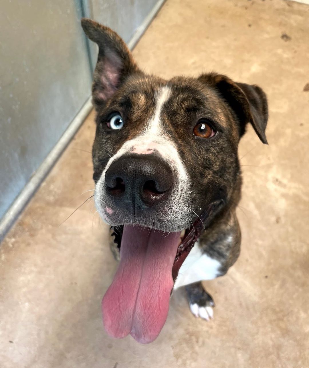 He’s unBEARably CUTE! 😍

Bear is a friendly, goofy Husky/Pit mix with lots of playful energy. He was born in early 2019. This beautiful bi-color eyed boy was surrendered because he was not good with cats his previous home. We were told he was good with the other dog and the 7-8 yr old children in the home. He has been fine with the other dogs at the shelter. If you are active and like to play with and exercise with dogs, Bear may be the right fit for you! Bear is neutered, vaccinated, chipped & told he's housebroken. If interested please contact Vicki@nokillarc.org or 570-784-3669 ext 1

<a target='_blank' href='https://www.instagram.com/explore/tags/adoptdontshop/'>#adoptdontshop</a> <a target='_blank' href='https://www.instagram.com/explore/tags/huskypit/'>#huskypit</a> <a target='_blank' href='https://www.instagram.com/explore/tags/huskiesofinstagram/'>#huskiesofinstagram</a> <a target='_blank' href='https://www.instagram.com/explore/tags/pitbullsofinstagram/'>#pitbullsofinstagram</a> <a target='_blank' href='https://www.instagram.com/explore/tags/pitbulls/'>#pitbulls</a> <a target='_blank' href='https://www.instagram.com/explore/tags/dontbullymybreed/'>#dontbullymybreed</a> <a target='_blank' href='https://www.instagram.com/explore/tags/adopt/'>#adopt</a> <a target='_blank' href='https://www.instagram.com/explore/tags/shelterdogsofinstagram/'>#shelterdogsofinstagram</a> <a target='_blank' href='https://www.instagram.com/explore/tags/shelterdogs/'>#shelterdogs</a> <a target='_blank' href='https://www.instagram.com/explore/tags/rescuedismyfavoritebreed/'>#rescuedismyfavoritebreed</a> <a target='_blank' href='https://www.instagram.com/explore/tags/bloomsburg/'>#bloomsburg</a> <a target='_blank' href='https://www.instagram.com/explore/tags/pennsylvania/'>#pennsylvania</a>