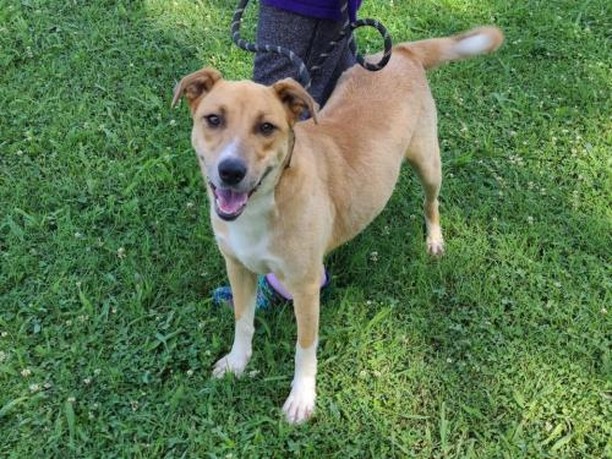 Hey friends! We have so many awesome dogs who are in need of foster or foster-to-adopt homes.

FINN is a 4-year-old Australian Cattle Dog mix who loves going for rides in the car, playing with toys, and getting cuddles. He's good with older kids and is pretty low key in the house. 

SHEP is 10-year-old Australian Shepherd mix who is looking for someone to make his golden years shine. He's low energy and low maintenance, and would make a fantastic companion.

TRAVIS is a 7-year-old Border Collie mix who has a condition that gives him the appearance of a permanent wink. He's been through a lot and he has special needs, but he bears it all like a champ and has lots of love to give.

HARVEY is a 1.5-year-old purebred American Foxhound who's long on legs, love, and personality. He needs gentle, firm, and consistent training to continue the improvements he's made, and he'd love a big backyard to explore.

LADYBUG and BIRDIE are a bonded pair. LADYBUG is a 5-year-old Chihuahua mix, while BIRDIE is a Lab/Basset mix. Both of them will look and feel so much happier after their skin conditions are treated. They need a home together.

BUTCH is a 1-year-old Lab mix who is friendly, playful, snuggly, and eager to please. We don't know why he hasn't been adopted because he's a gem!

You can find many of these dogs under the ADOPTABLE DOGS tab in the link in our bio. If you don't see the dog you're interested in fostering and want more information, please feel free to drop us a note in comments!