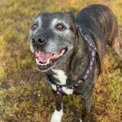 We have many good ole' dogs looking for homes. Age is often a state of mind, and these older fellas are ready to turn over a new leaf. 

Why adopt an older pup?
👀  What you see is what you get. 
🧘. Generally, they are calmer and have easier exercise requirements. 
🏠. Many of these graying babies have already lived in the house and need less training. 

Some adopters worry that an older dog won't bond with them as much as a younger pup. And we are here to say that is not true. Older dogs bond just as much (and some argue more!) than a younger pup. Maybe they just have knowledge gained from years of squirrel chasing that tells them you rescued them.